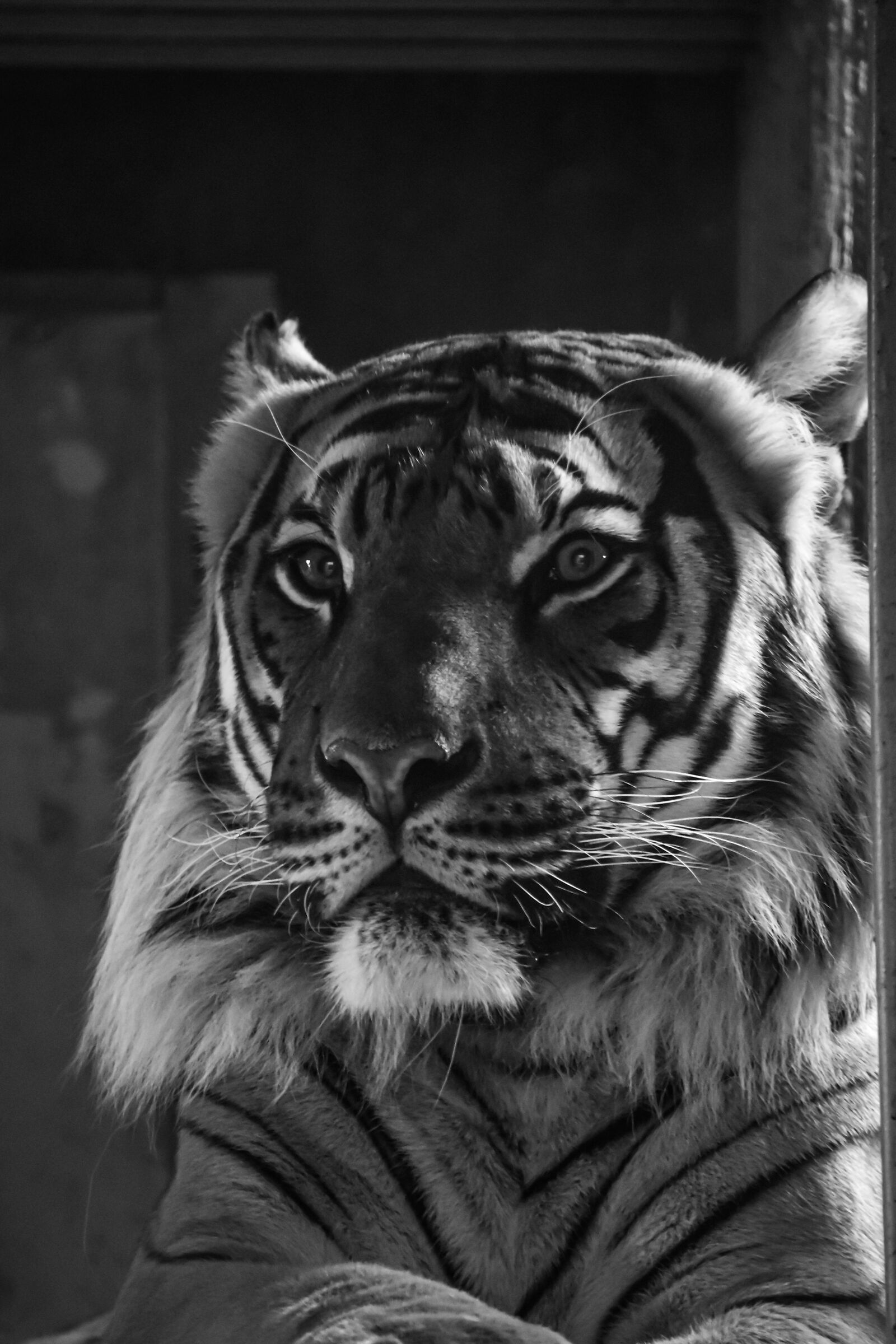 Portrait of tiger in captivity...