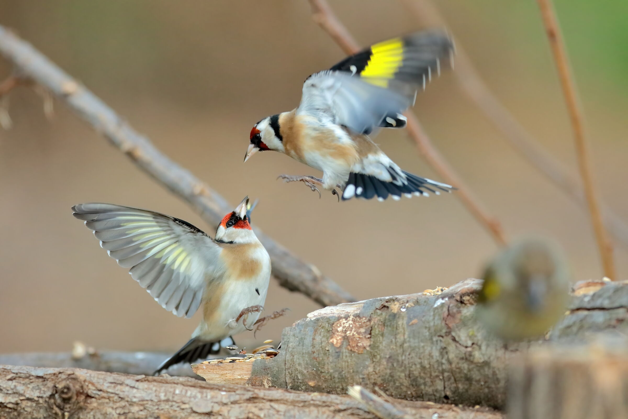 Goldfinches...