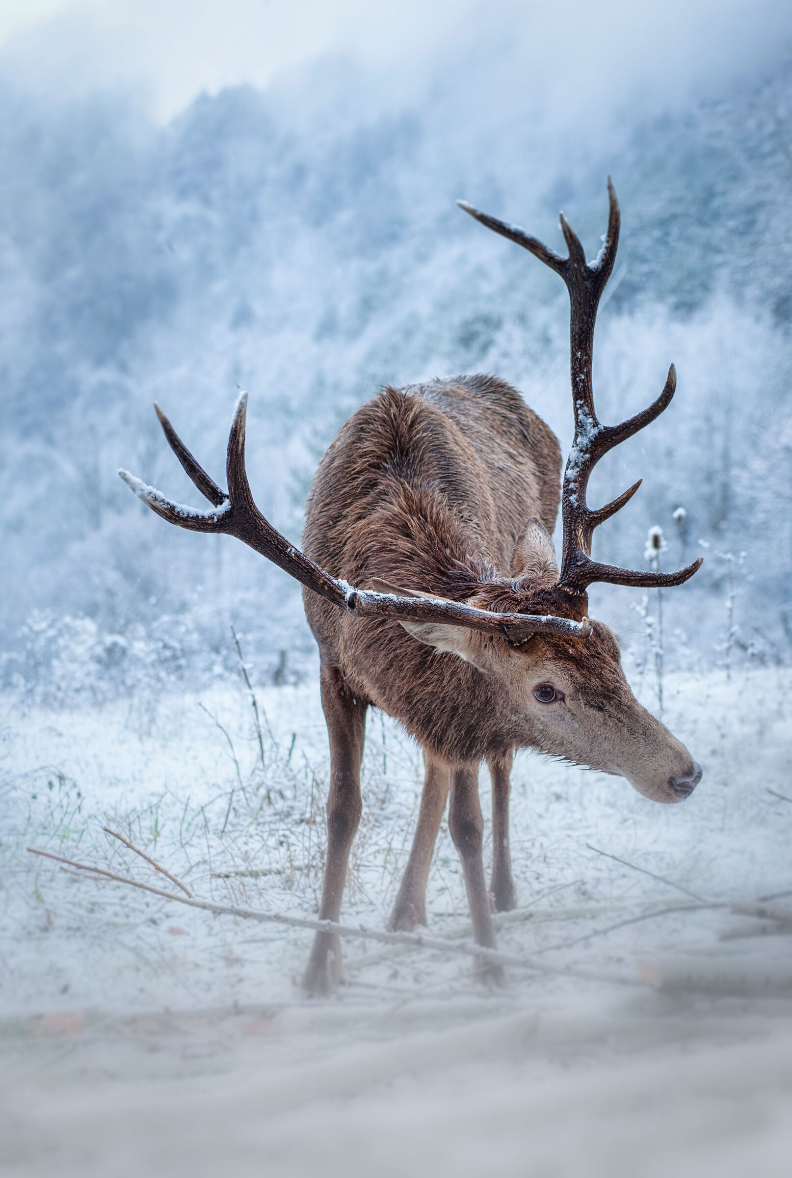 The deer and the snow...