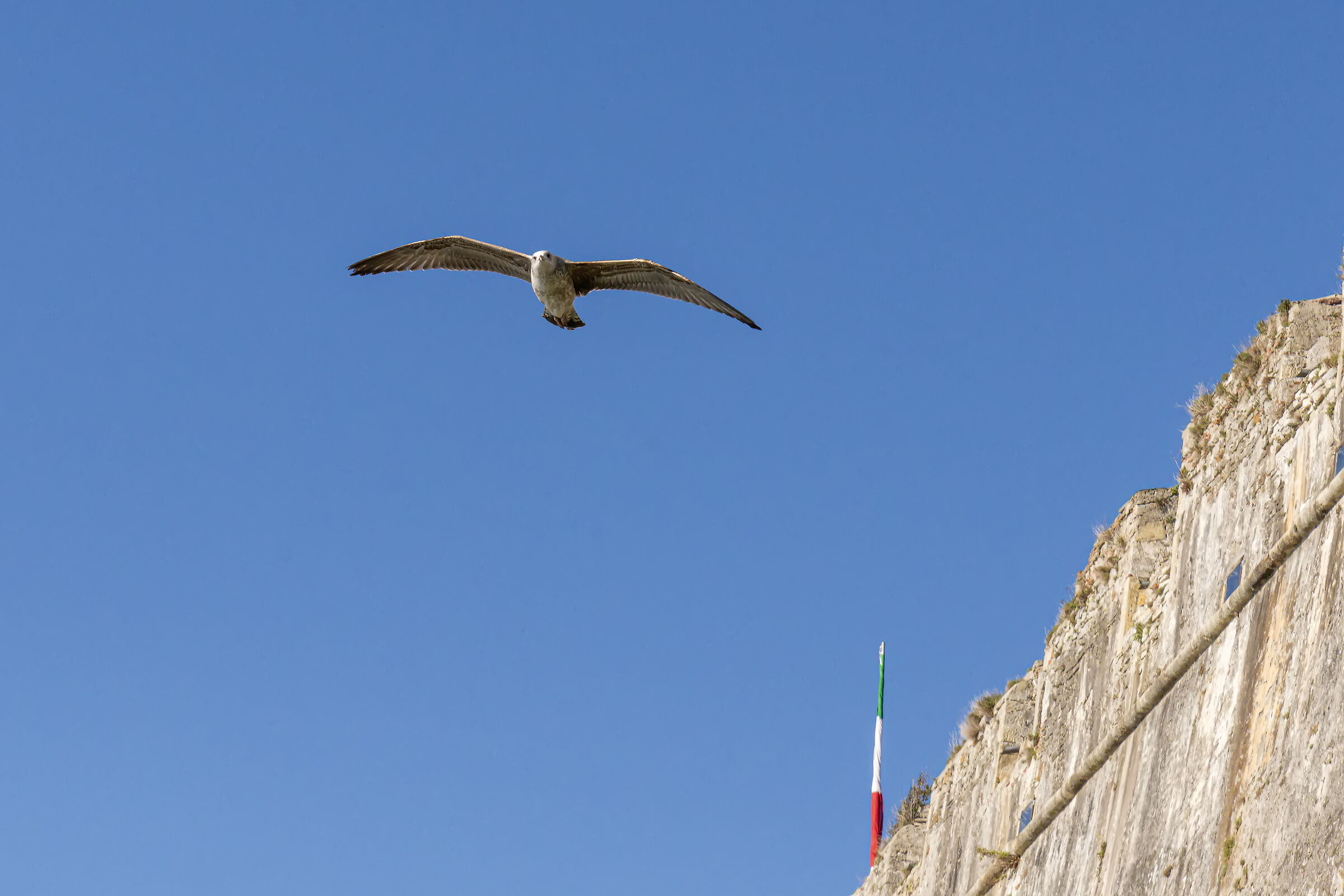 From the ramparts of the castle the flight of the seagull...