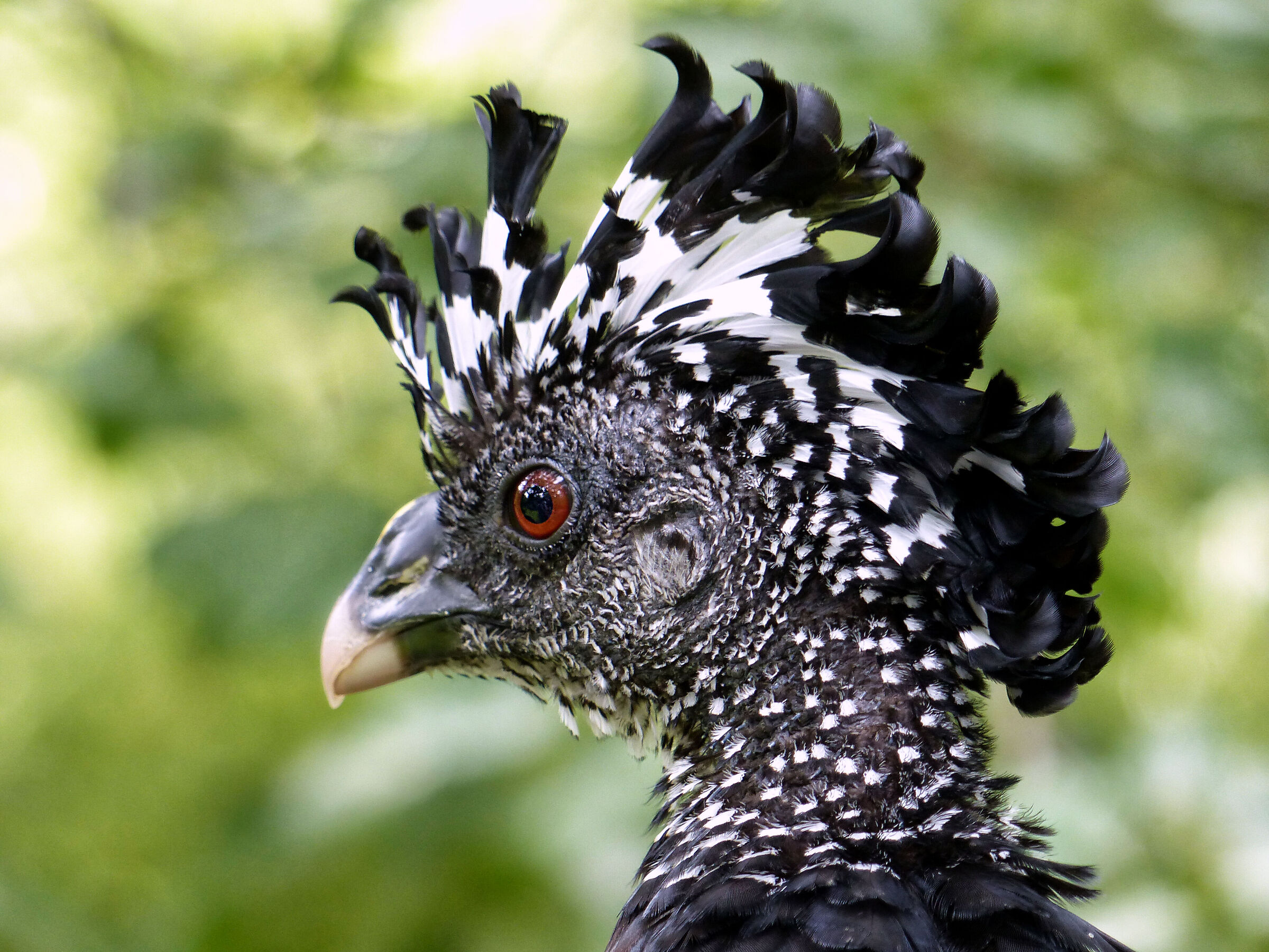 Bare-faced Curassow...