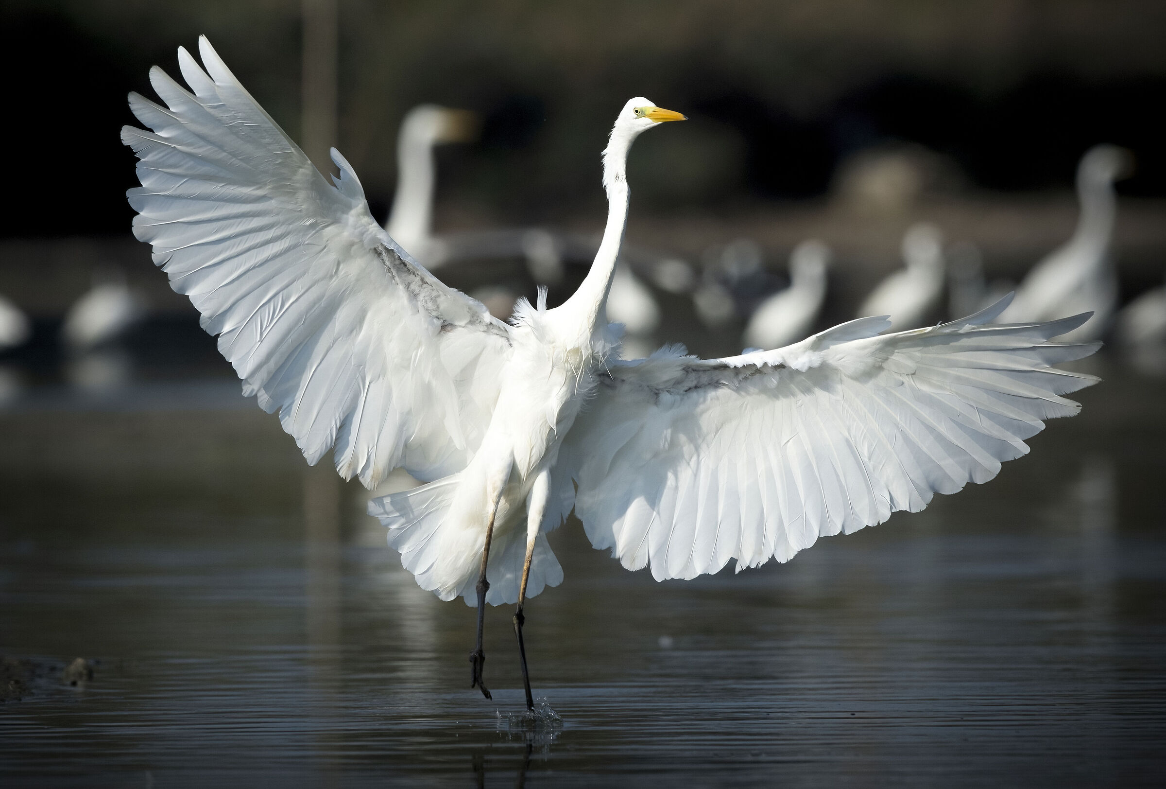 Airone bianco...