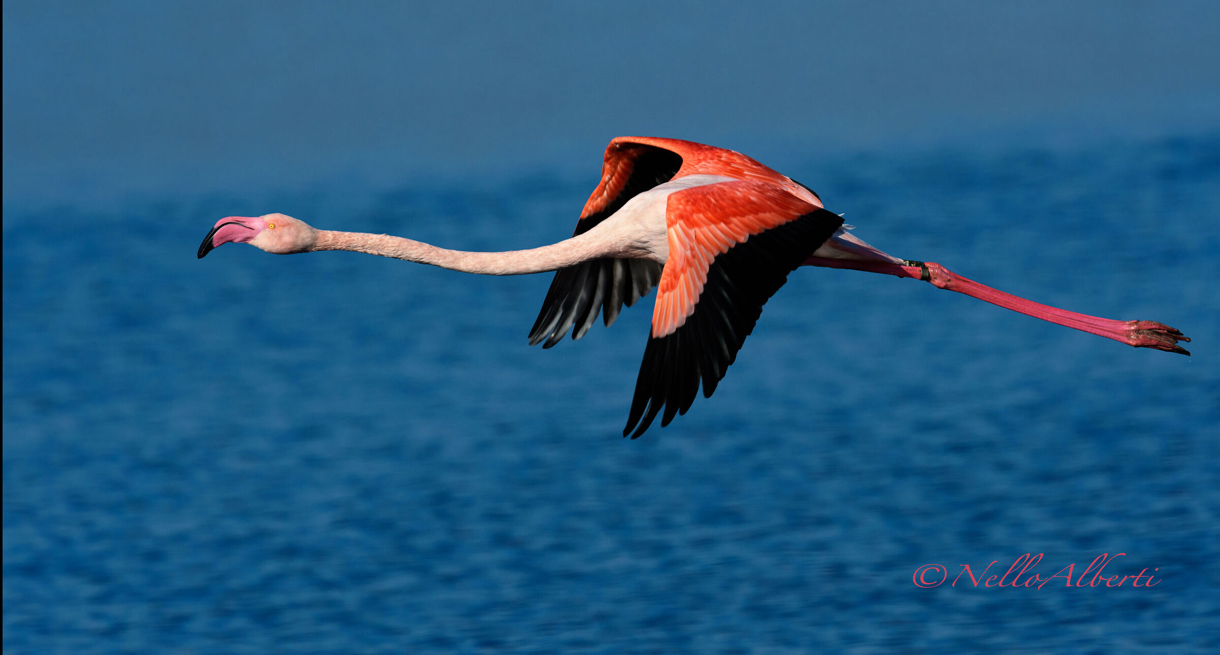 pink flamingo in flight ...