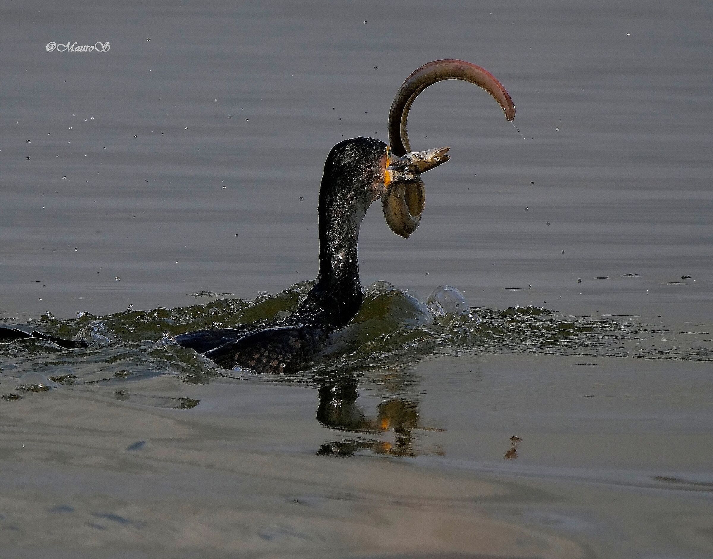 Cormorant with eel...