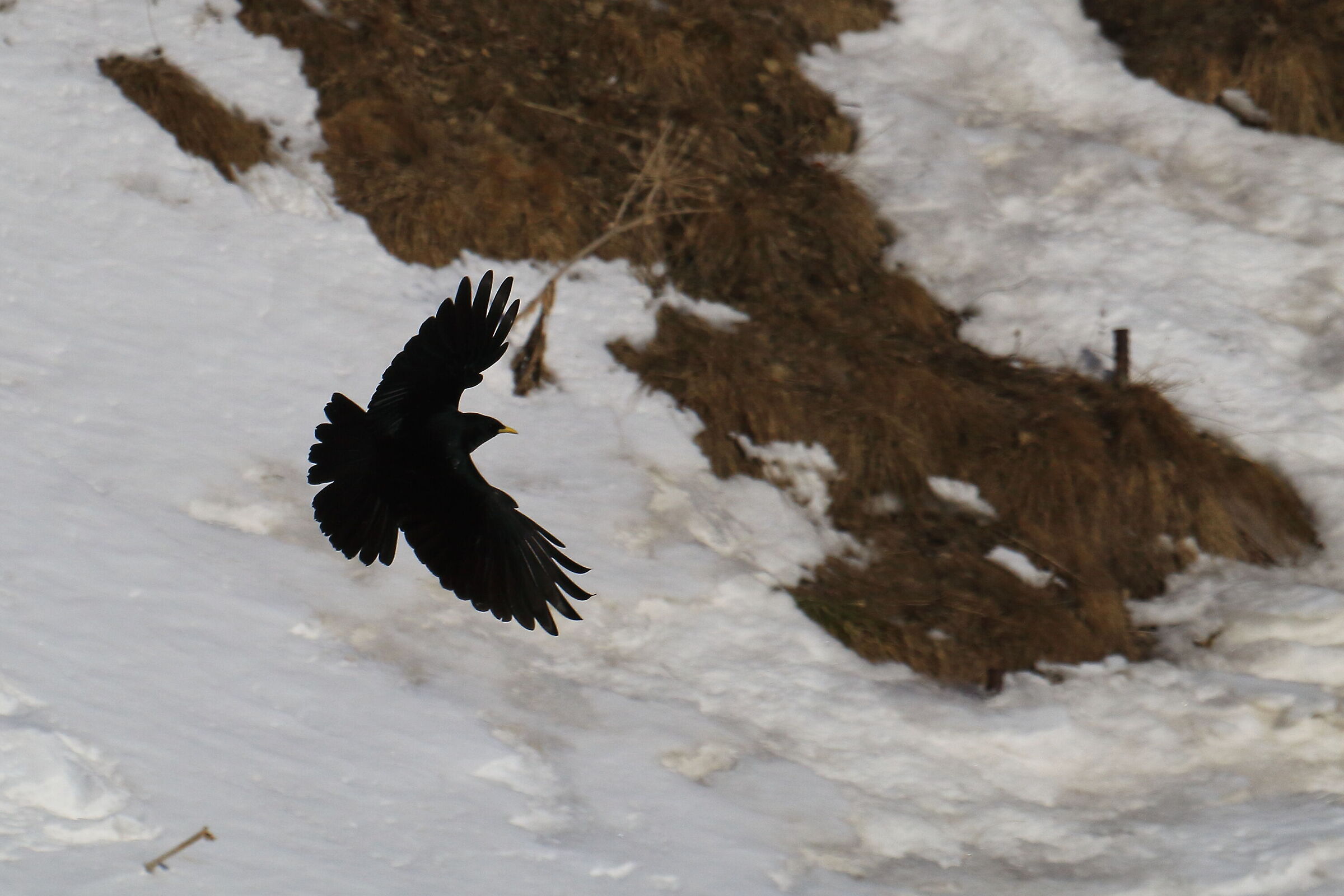 Alpine gracchio during landing...