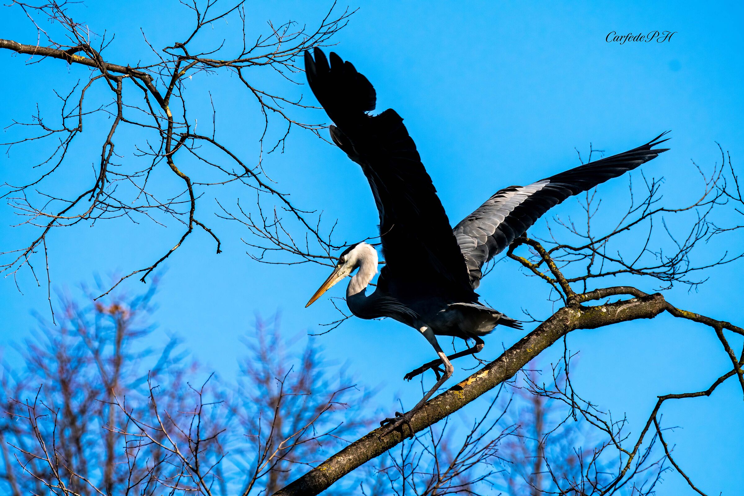 grey heron...