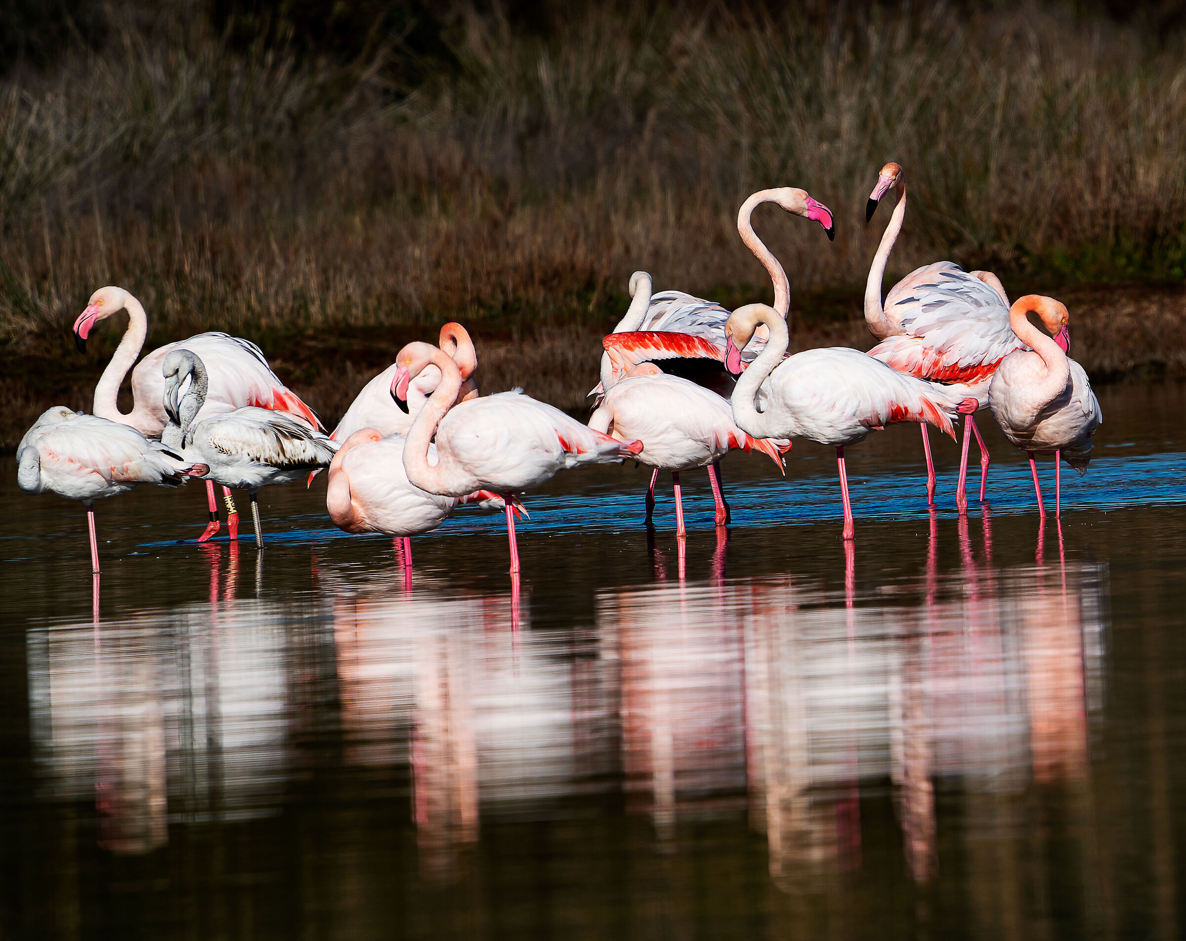 Flamingos Swimming Pool Rei...