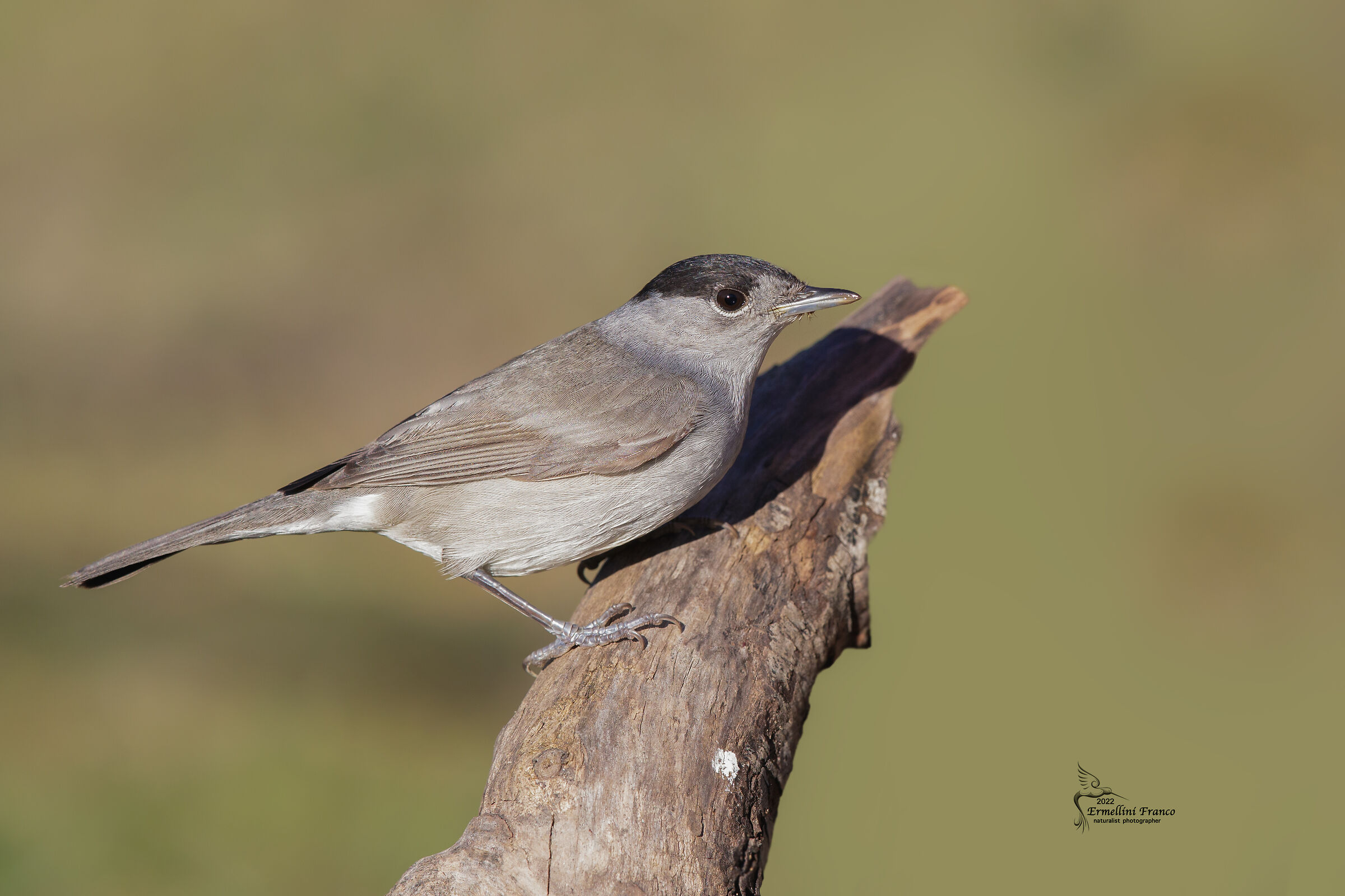 Male Blackcap...