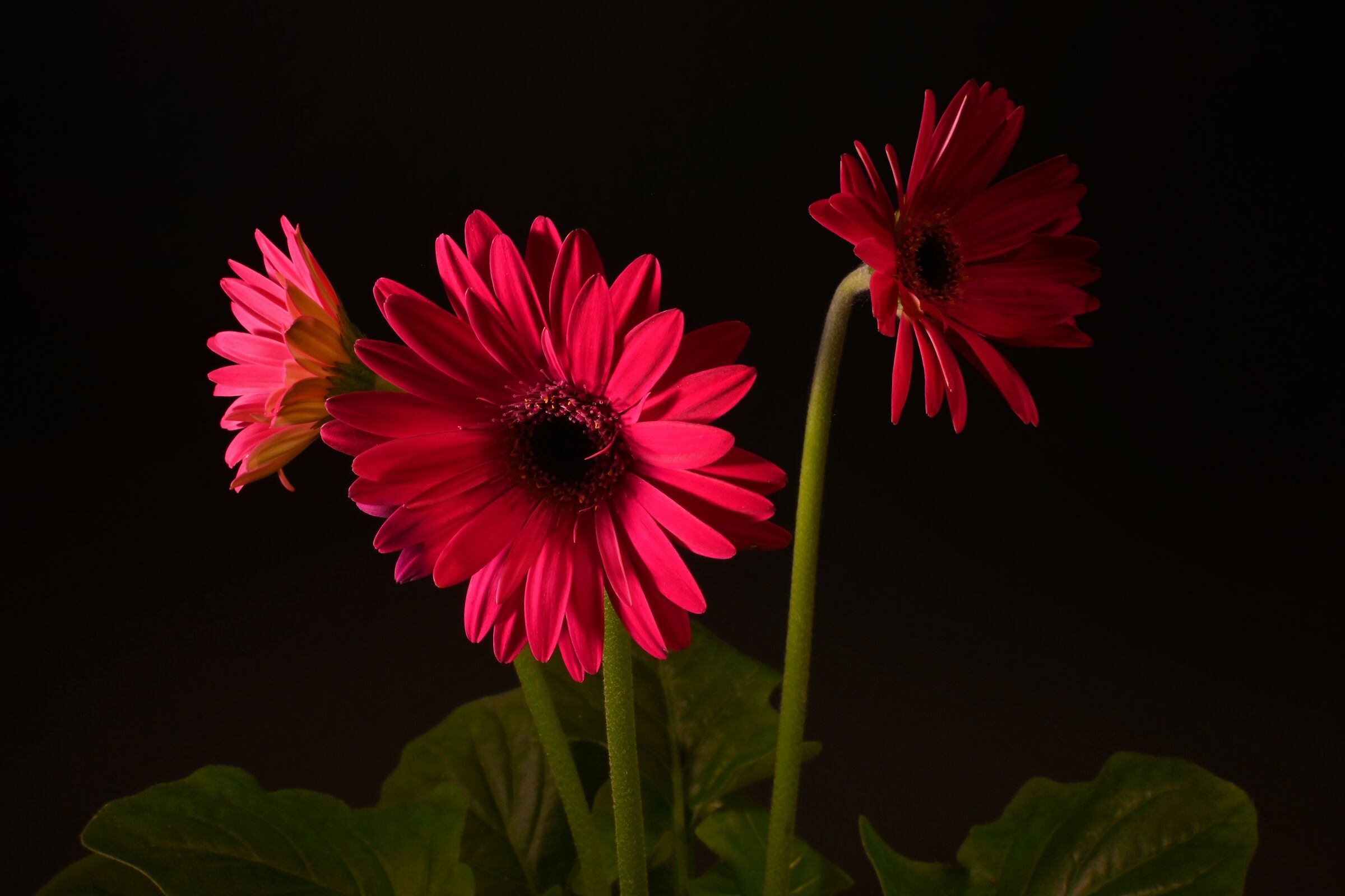 Fuchsia...