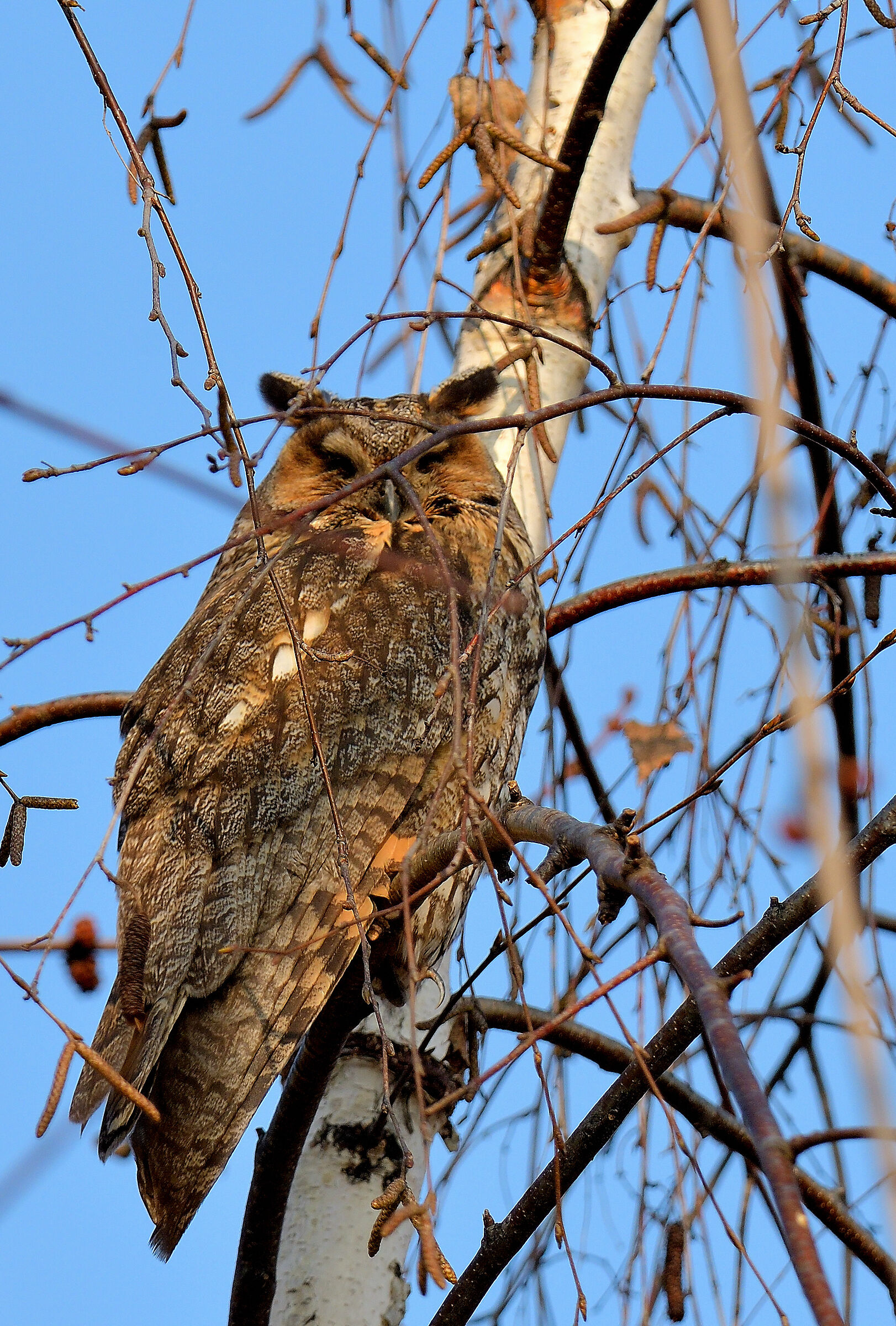 common owl brianza...