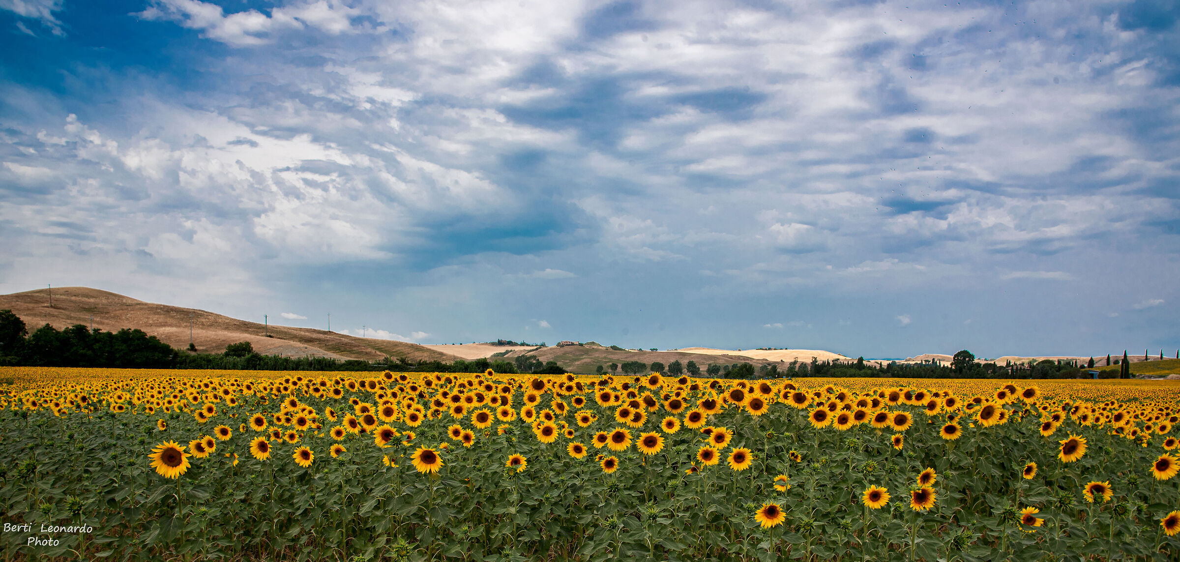 SUNFLOWERS IN VAL D'ORCIA...