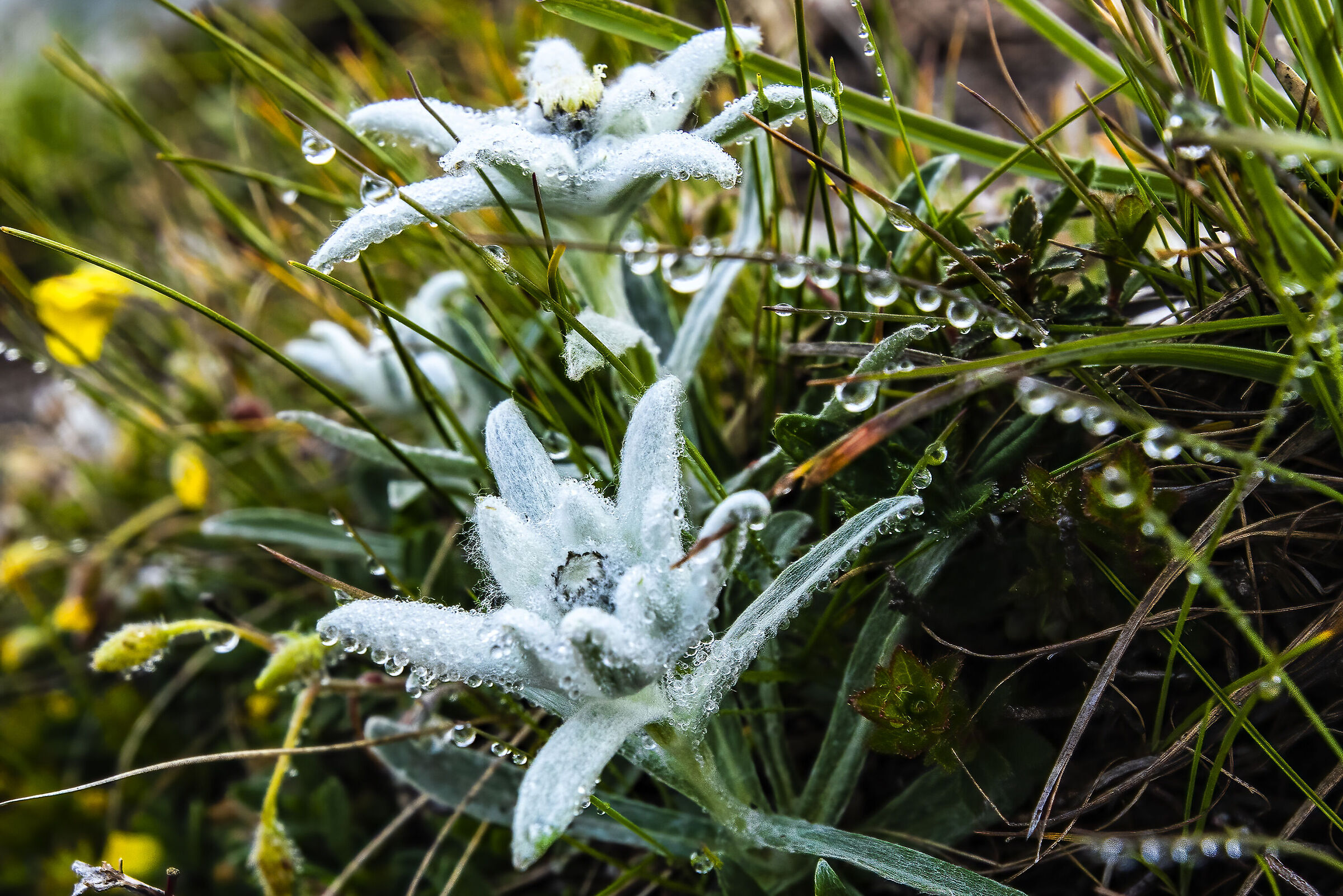 Edelweiss bathed in dew...