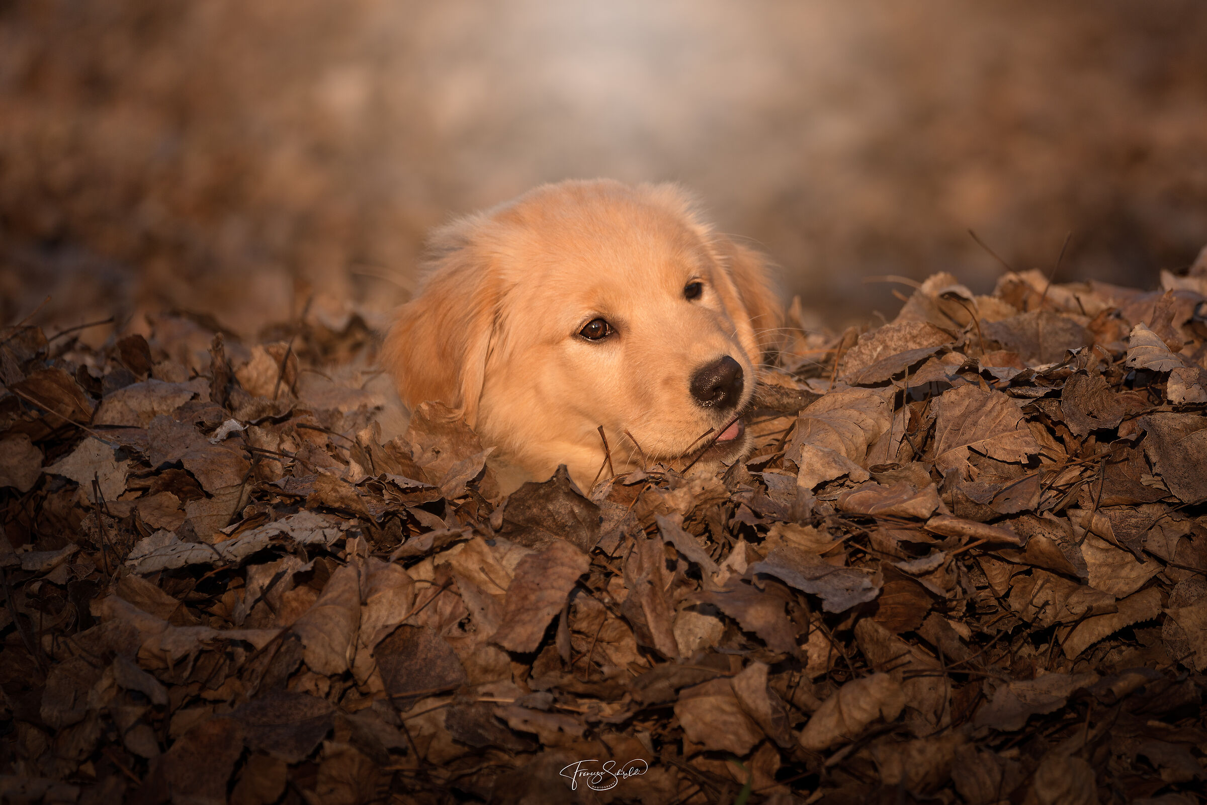 Maggie immersa tra le foglie...