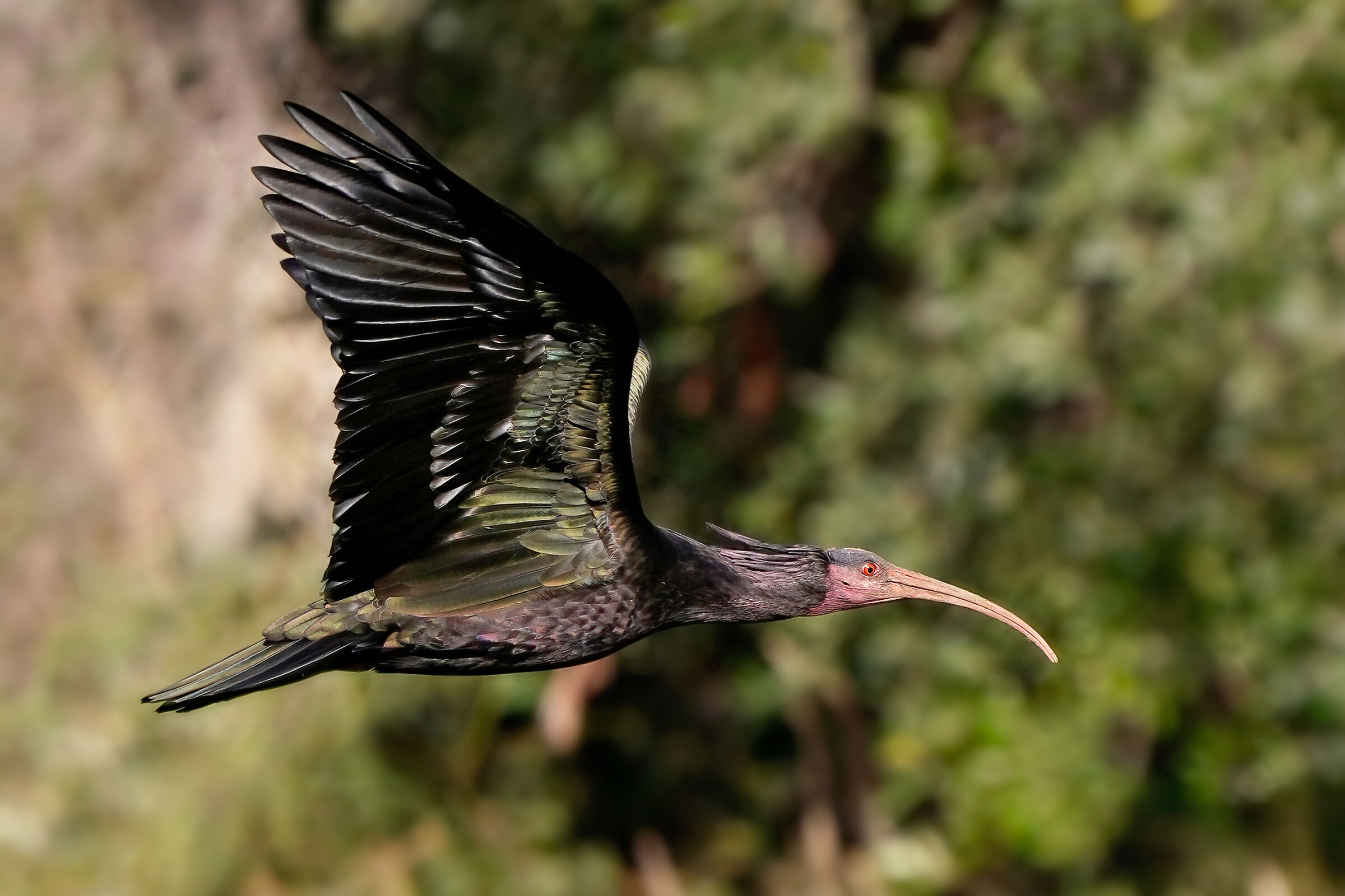 Hermit ibis...