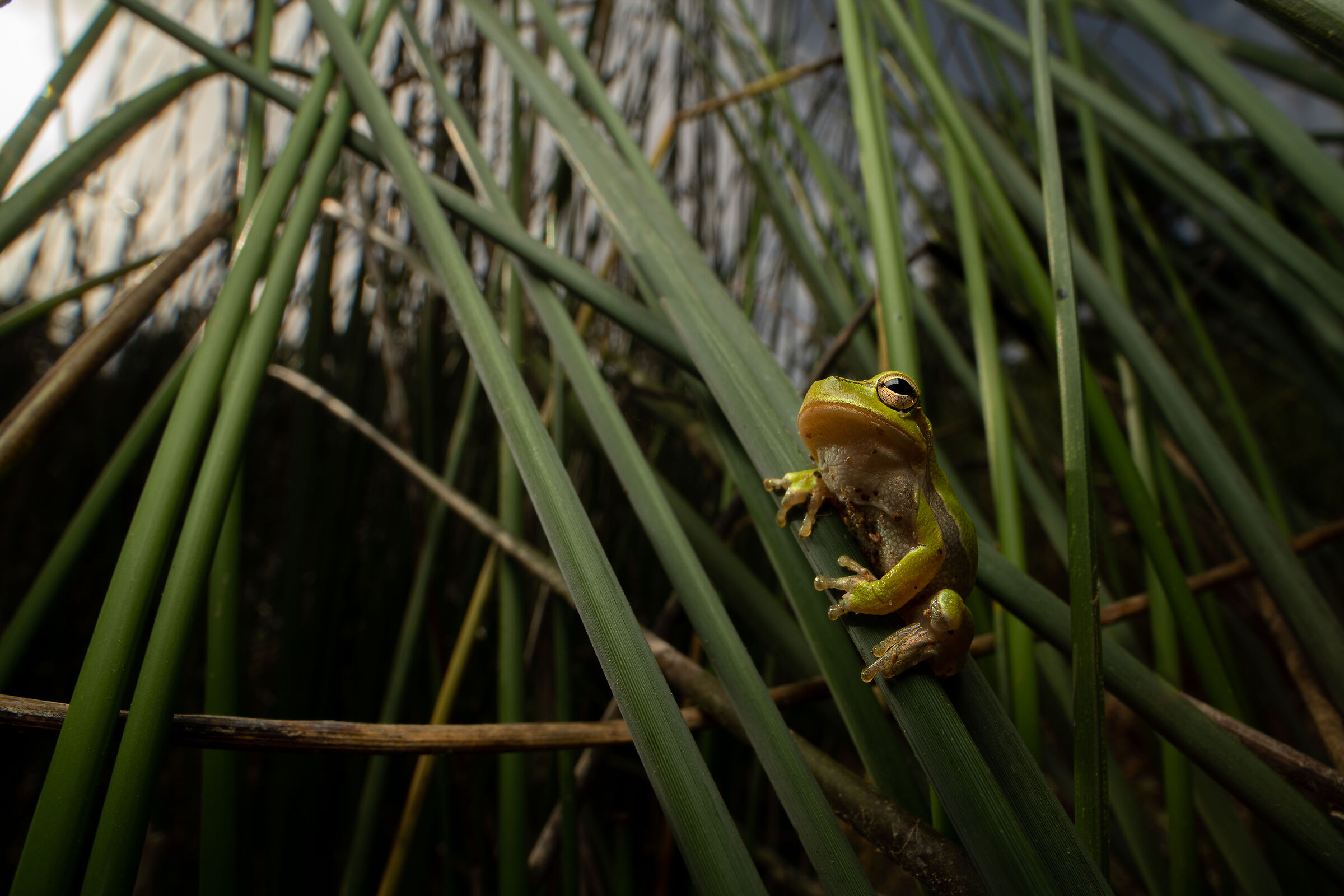 Hyla sardinian wide...
