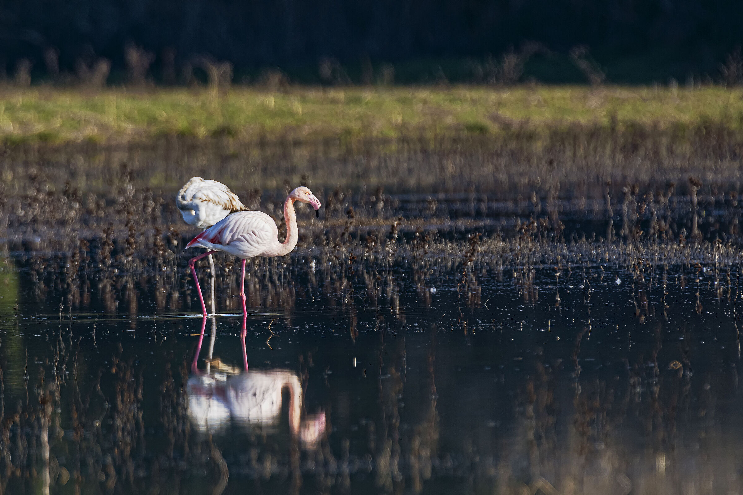 The Flamingo...