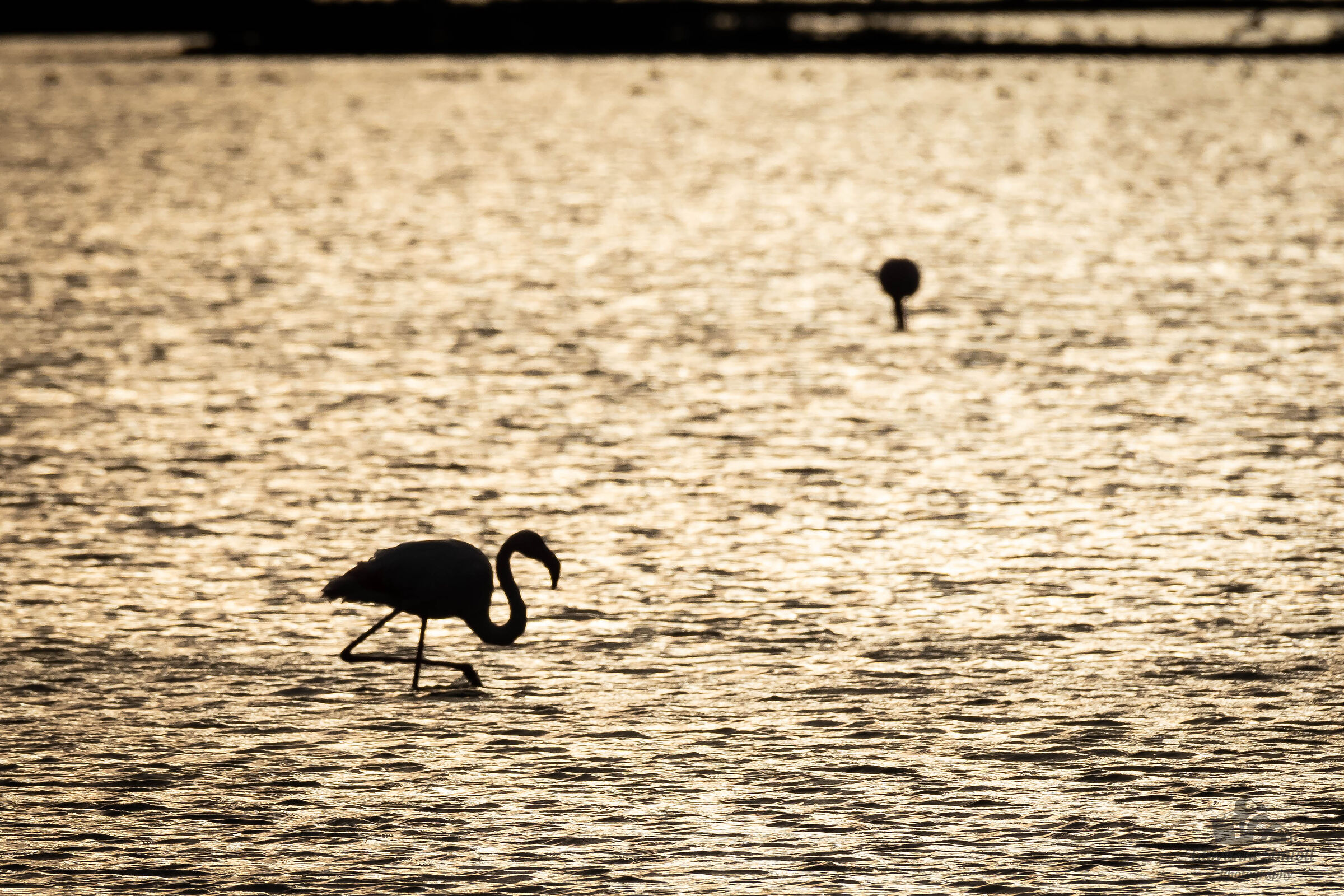 Flamingos in the sunset...