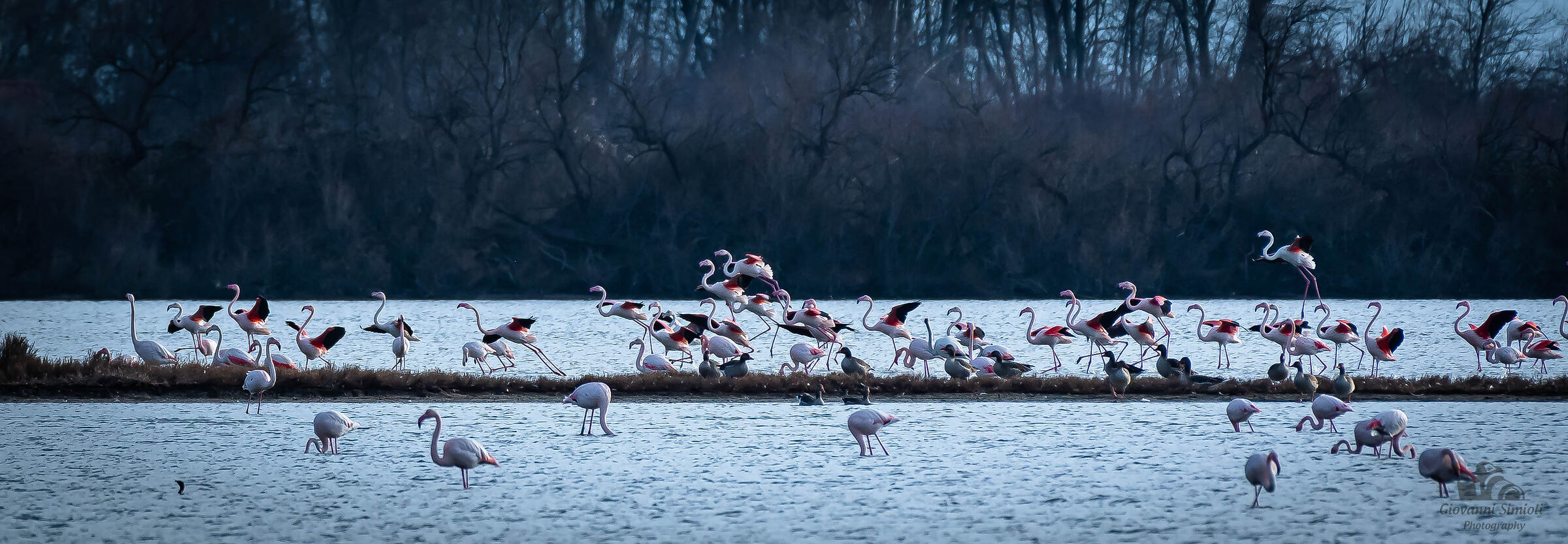 Flamingos in Valle Cavanata, Fossalon di Grado...