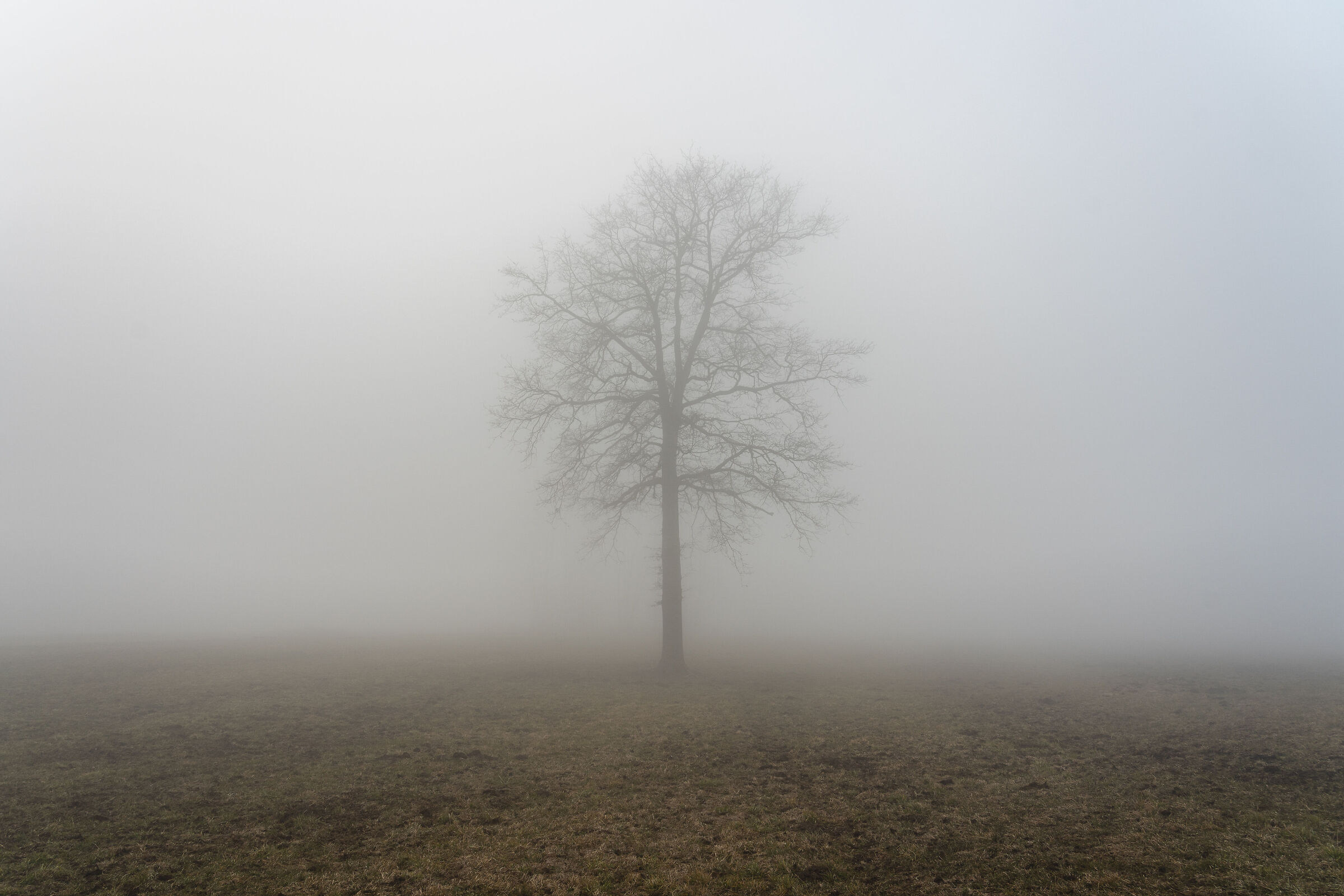 Tree and fog...