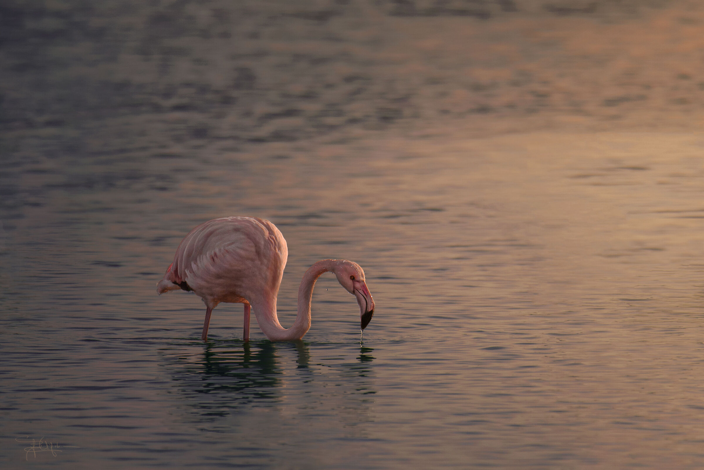 Flamingo!...