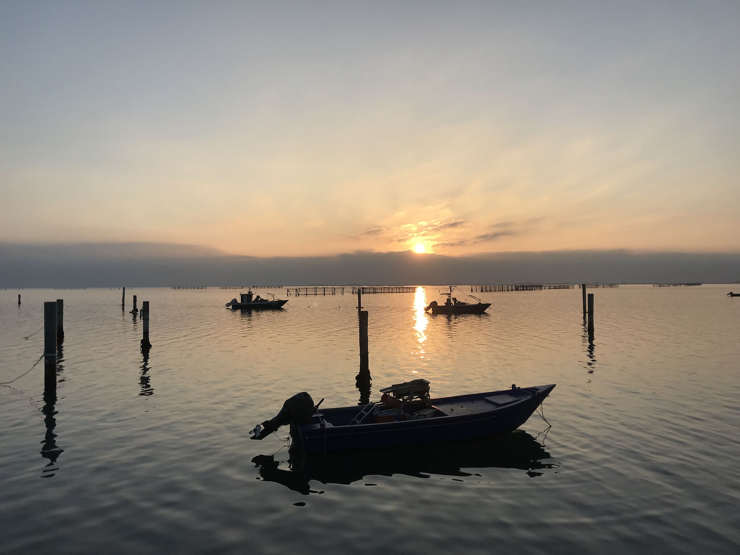 Sacca degli Scardovari ...