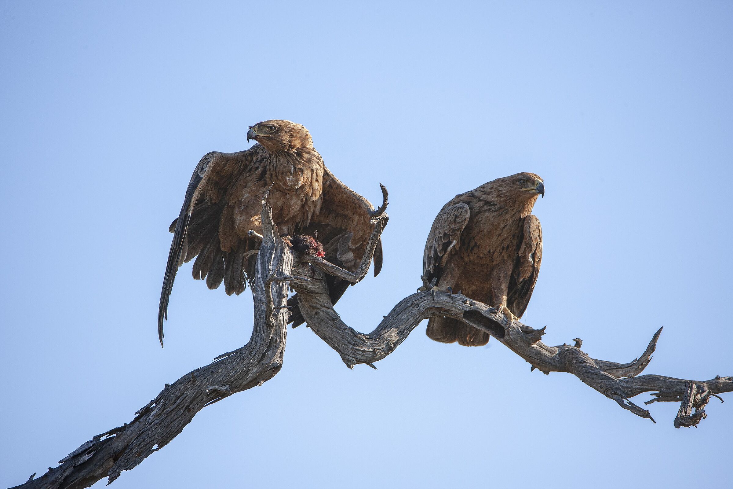 Pair of Eagle of prey...