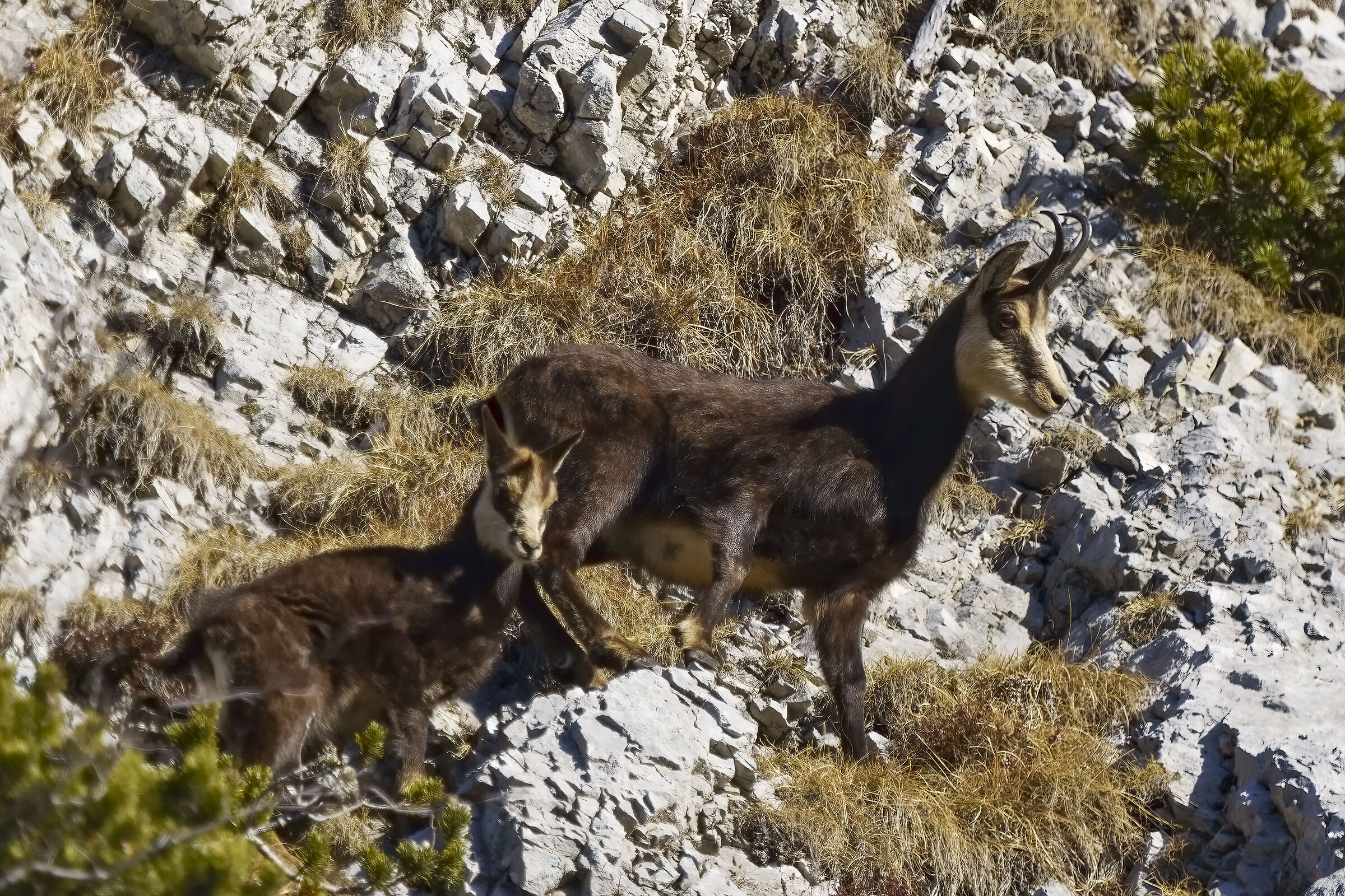 Mom with chamois baby...