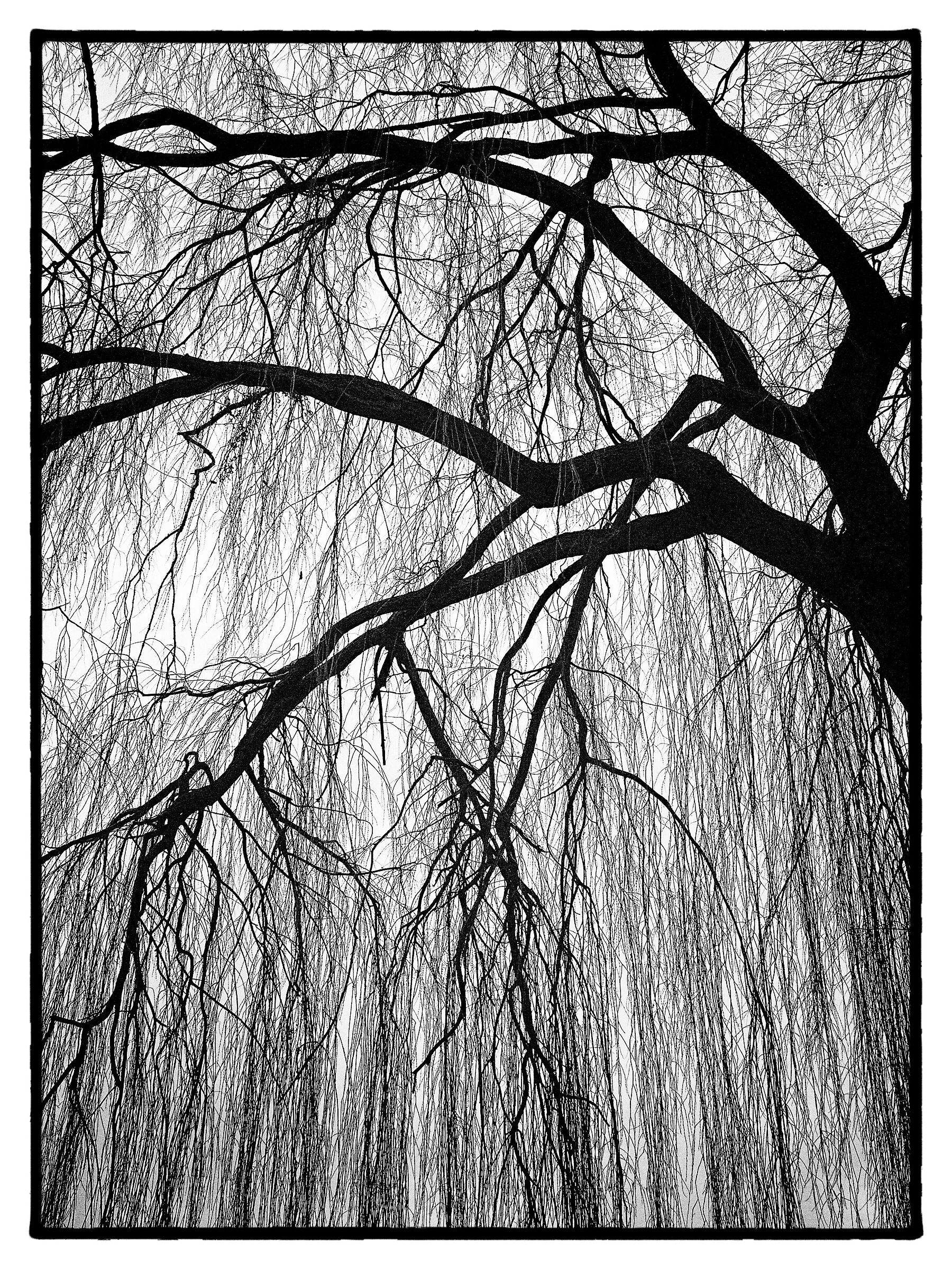 willow - black and white...