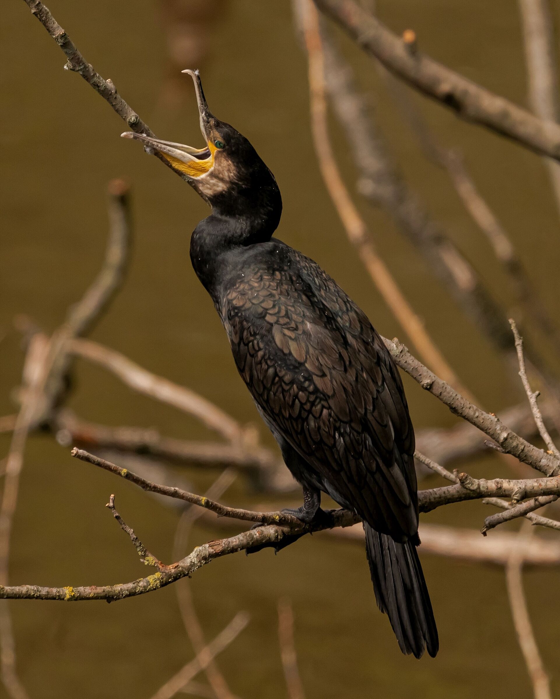 Male cormorant parked Oasi Baggero (co) 5/08/2021...