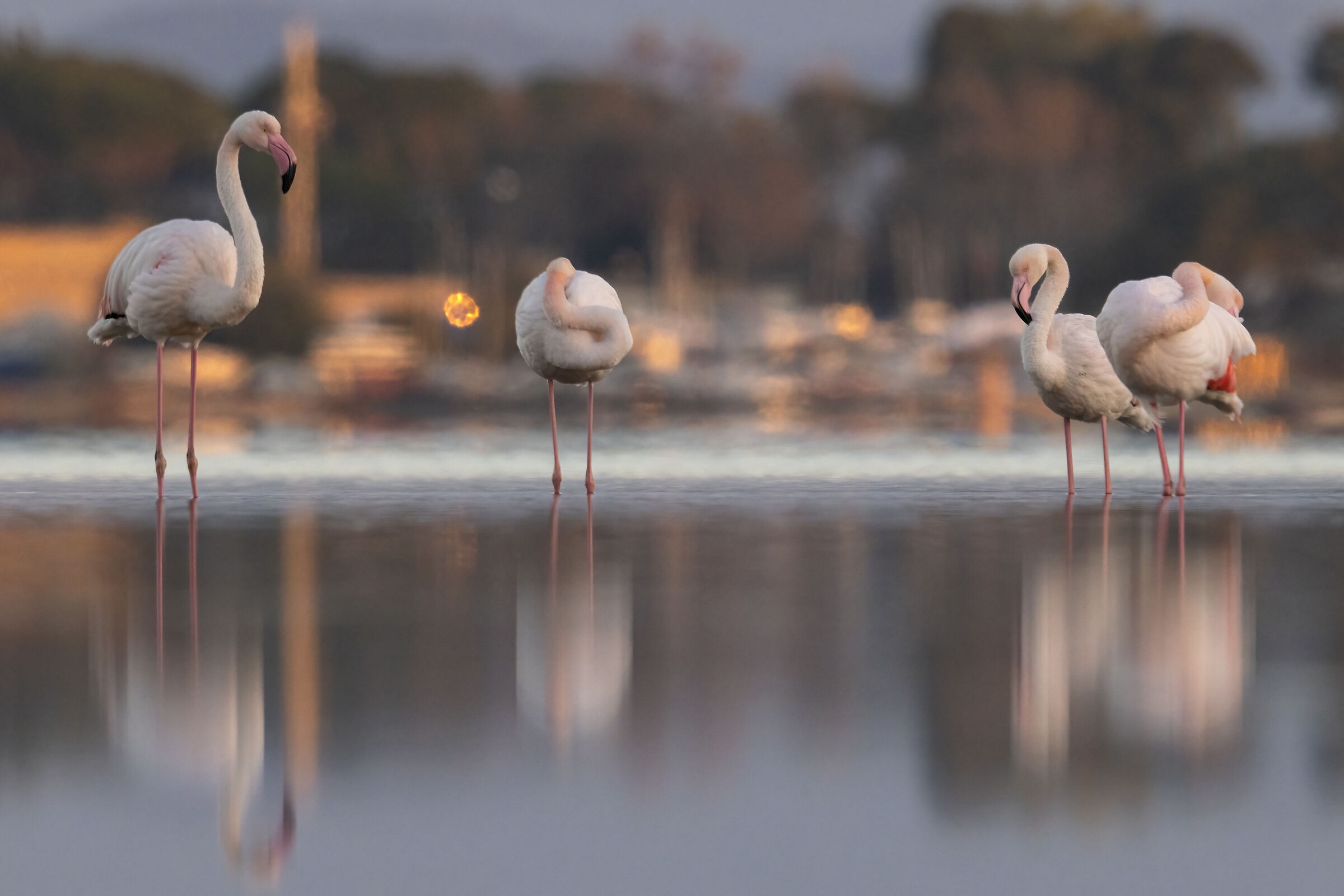 Pink flamingos...