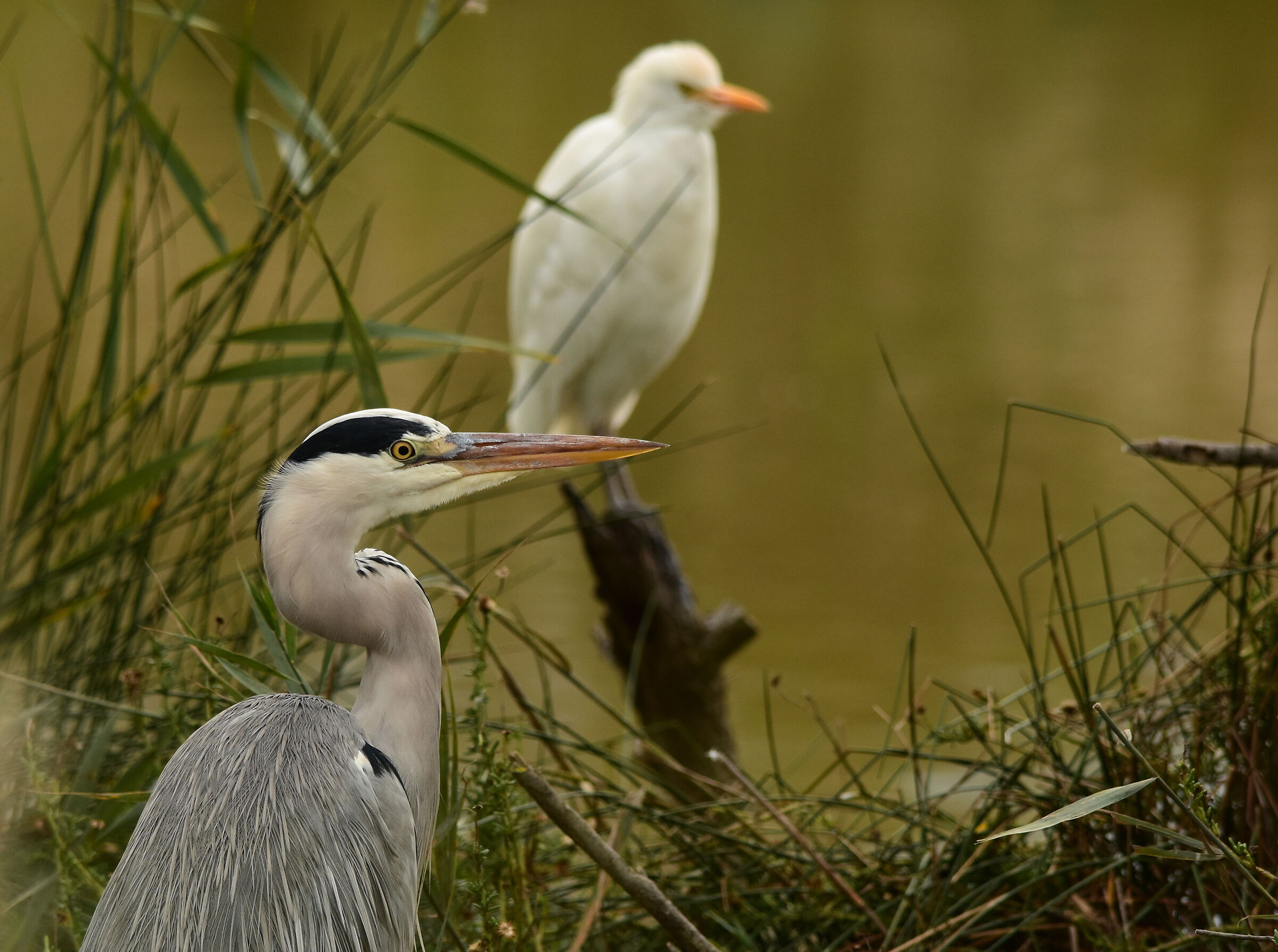 Gray heron with background of Heron cattle guard...