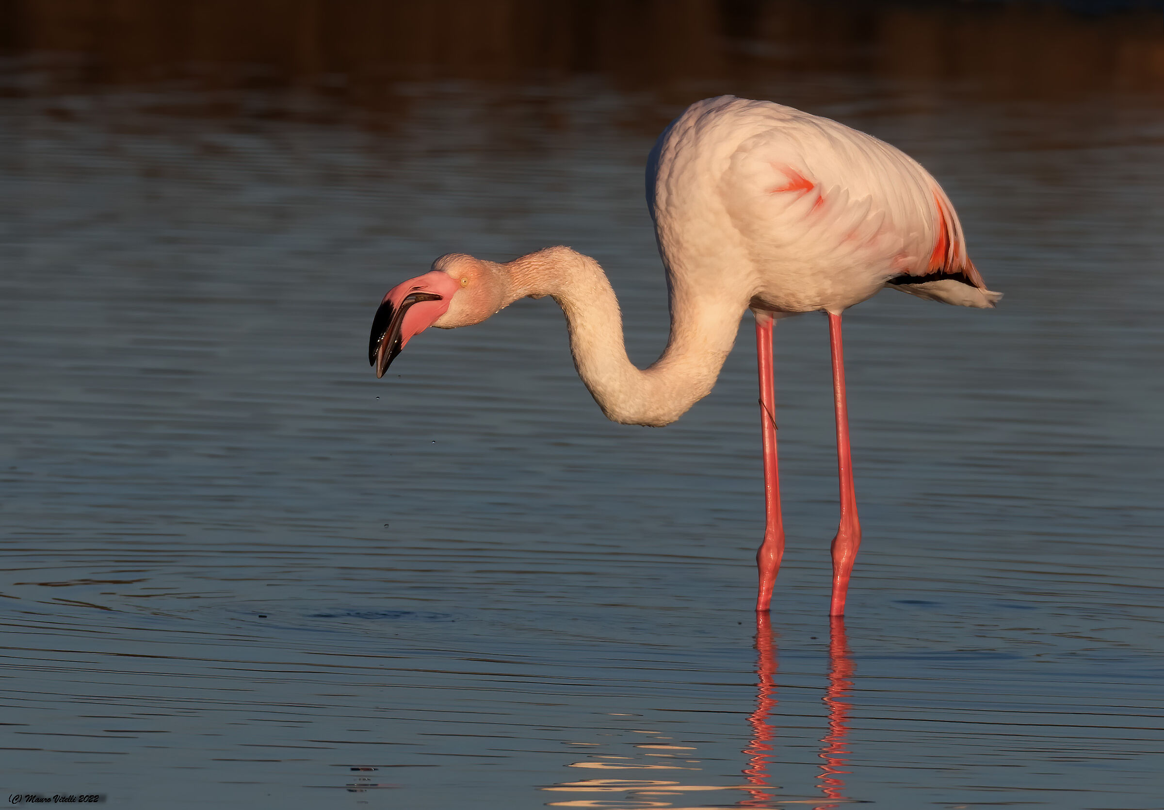 First lights... Flamingo (Phoenicopterus roseus)...