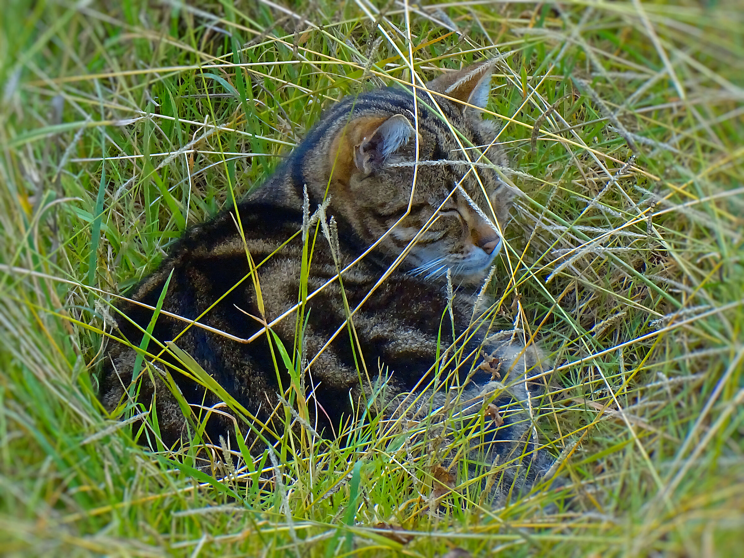 Cat in the grass...