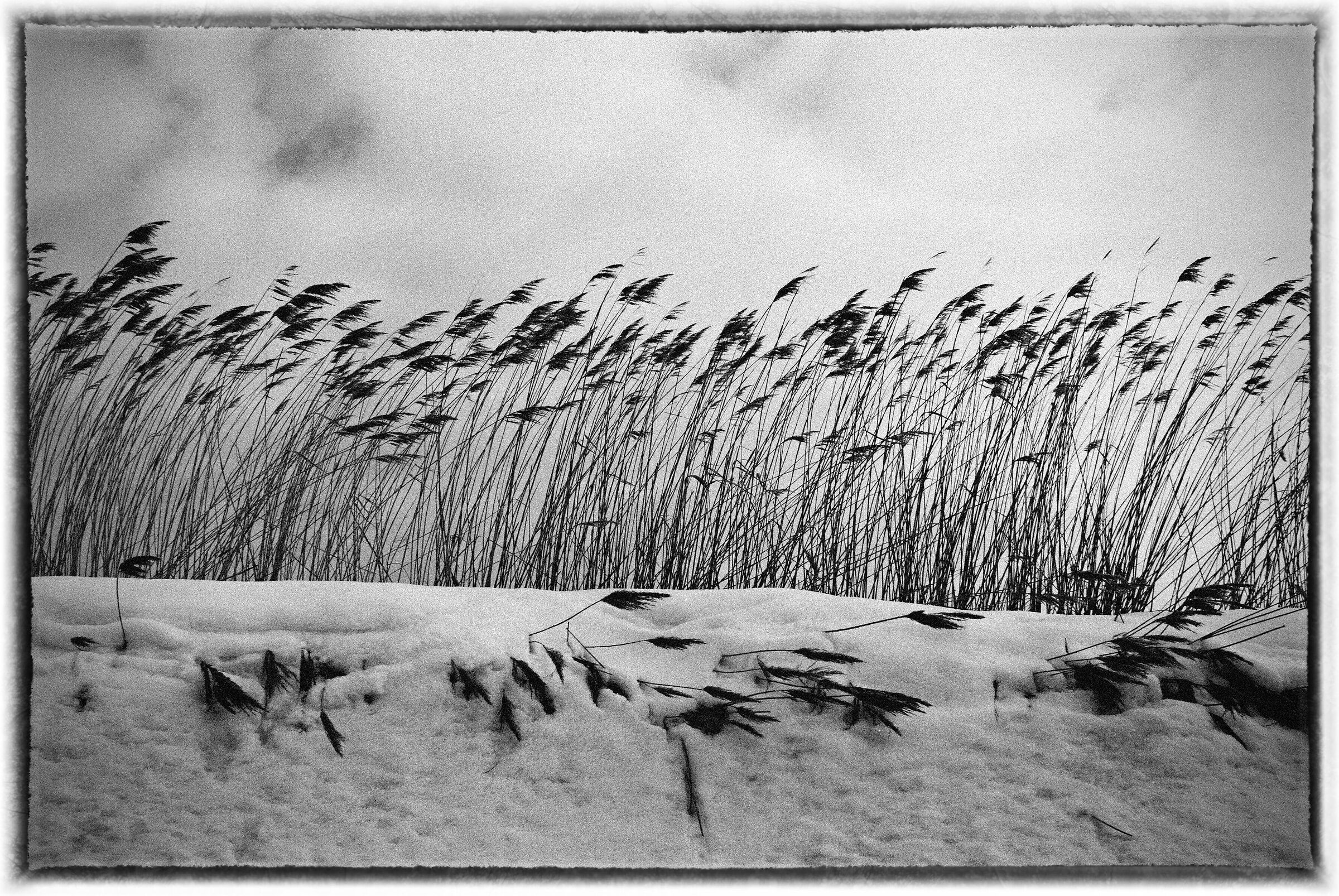 in winter - black and white...