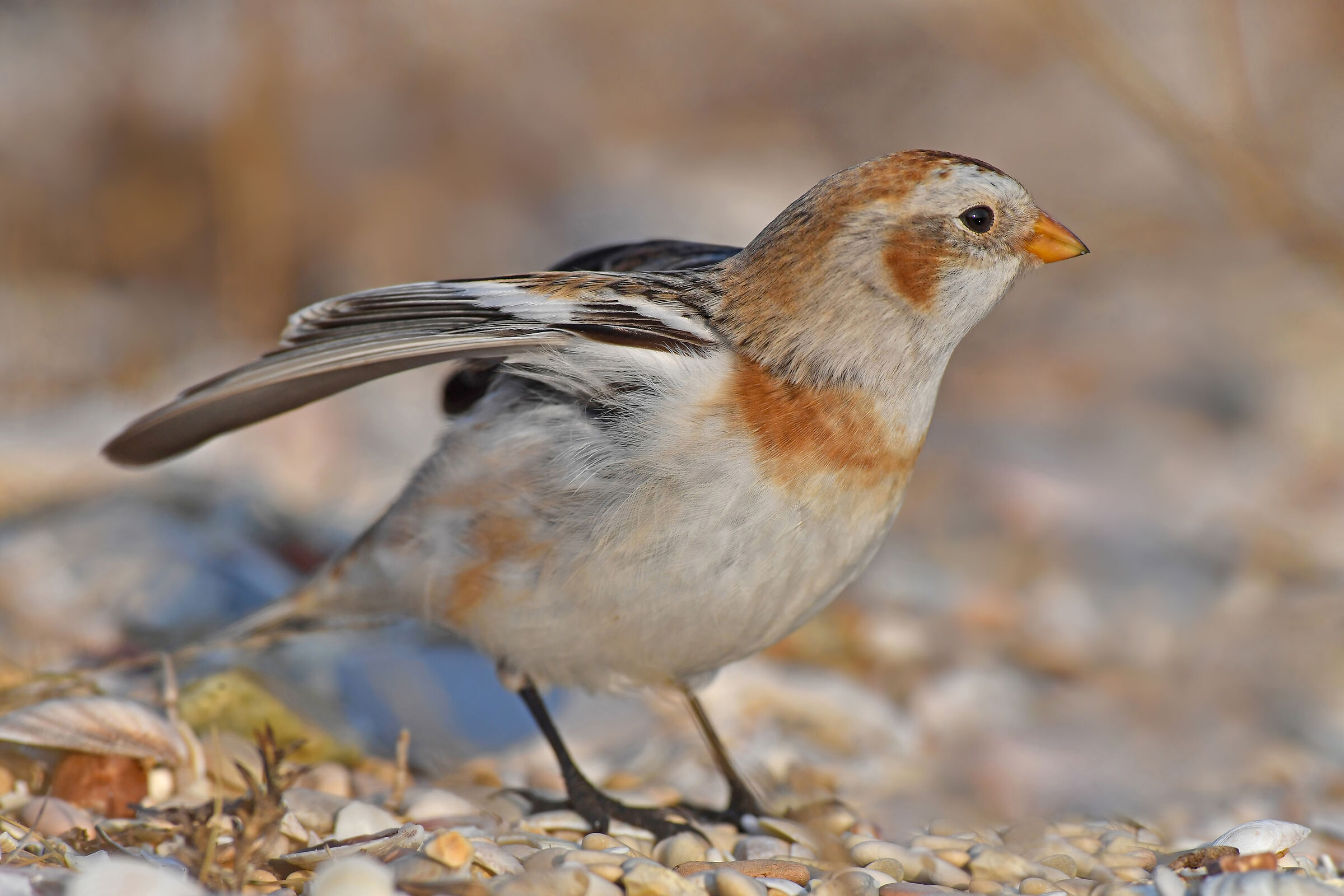 Stories of feathers 8 ( Snow bunting )...