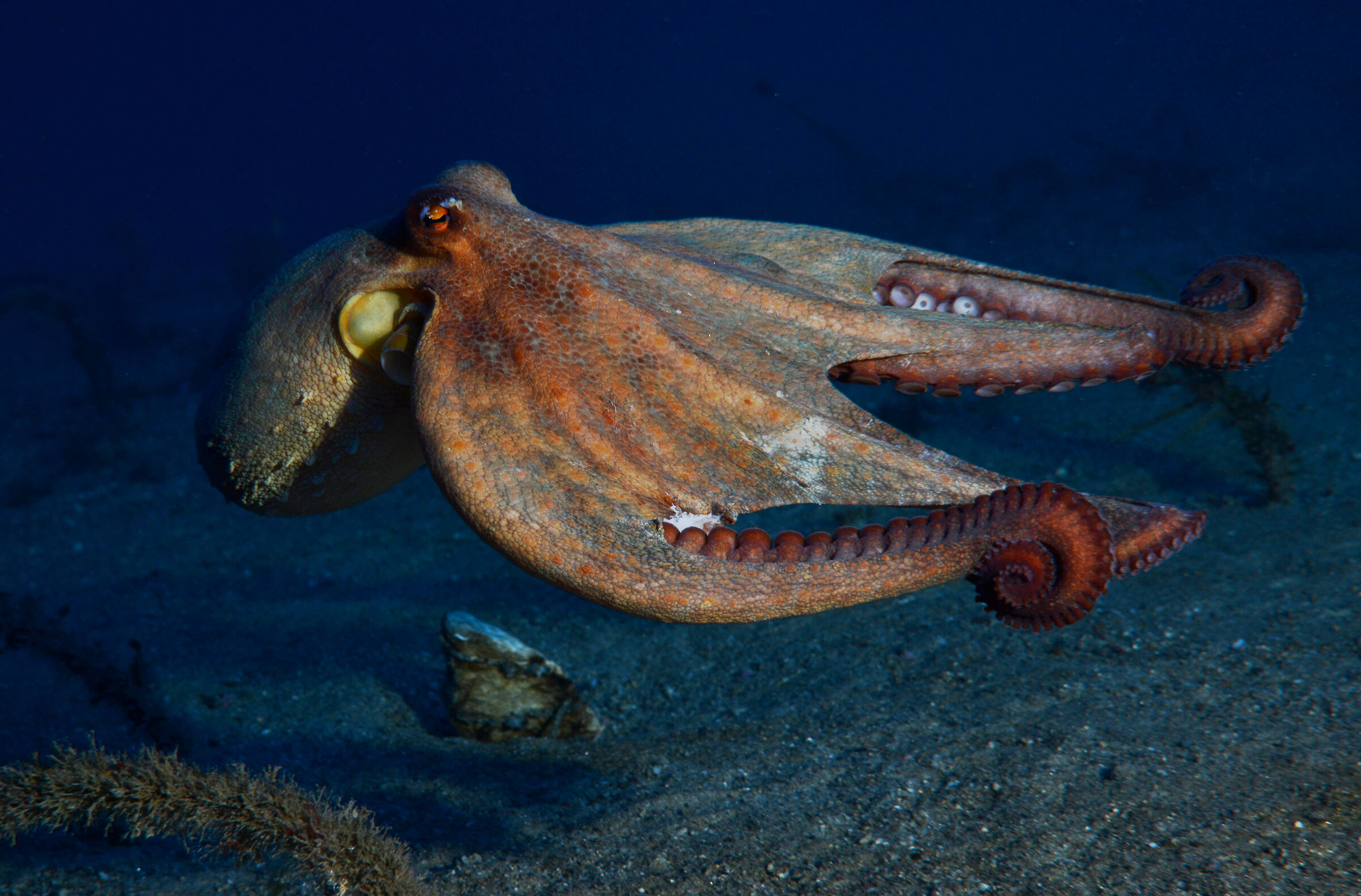 Octopus 3...