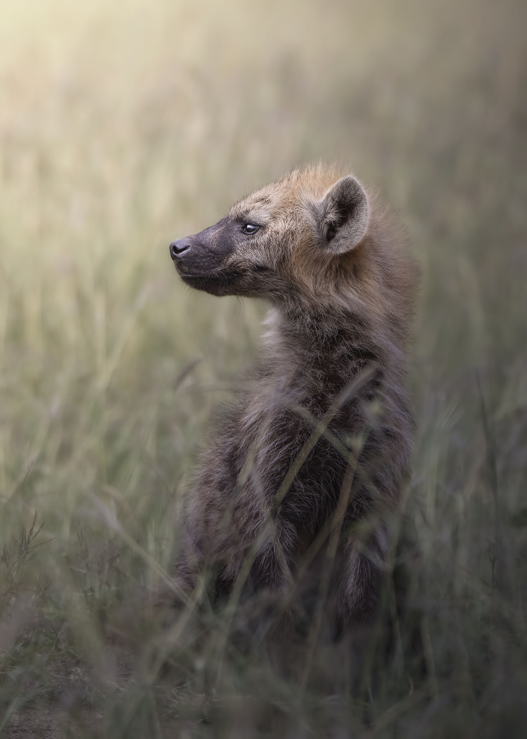 Spotted hyena...