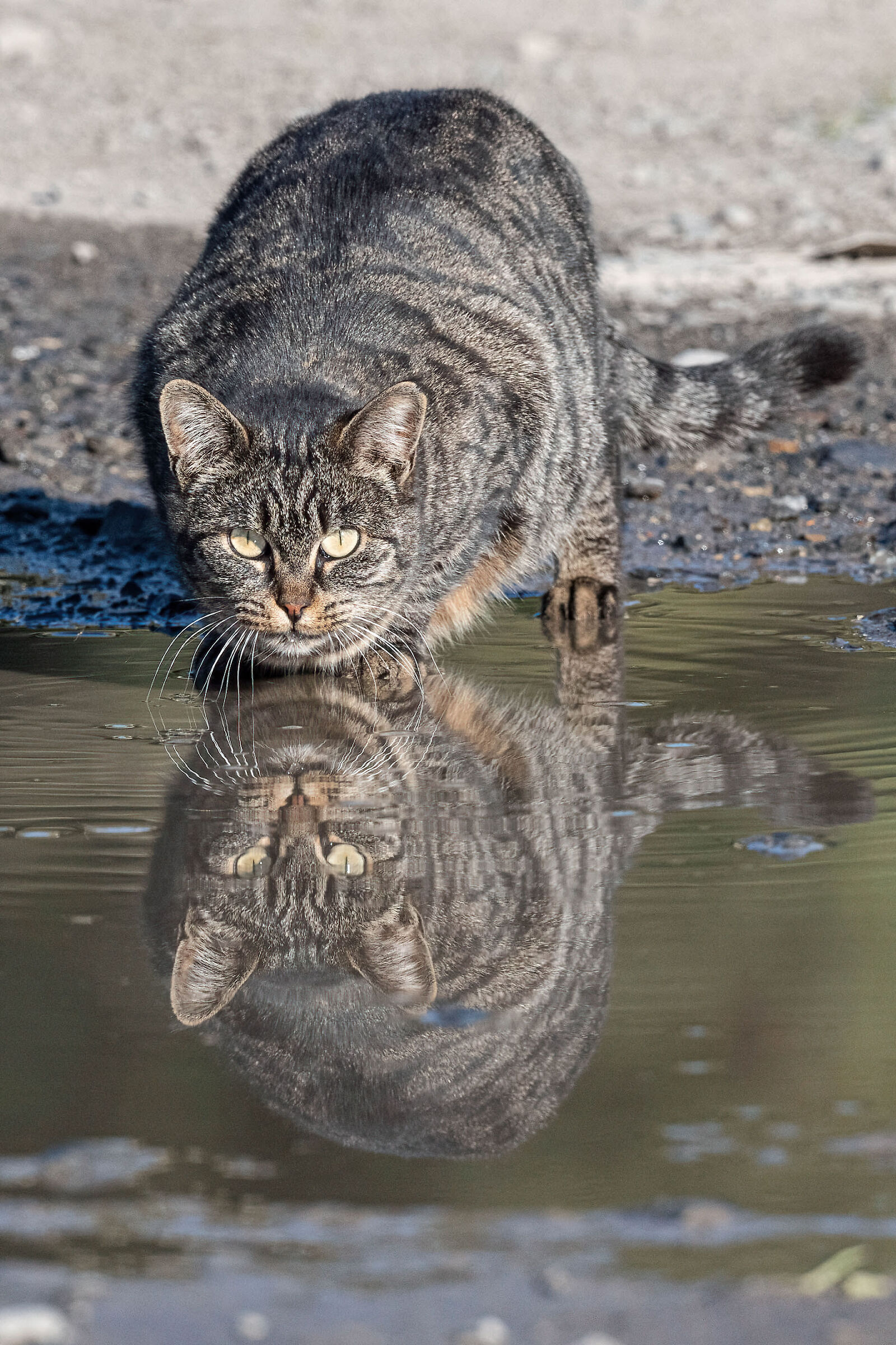 Cat. Reflections...
