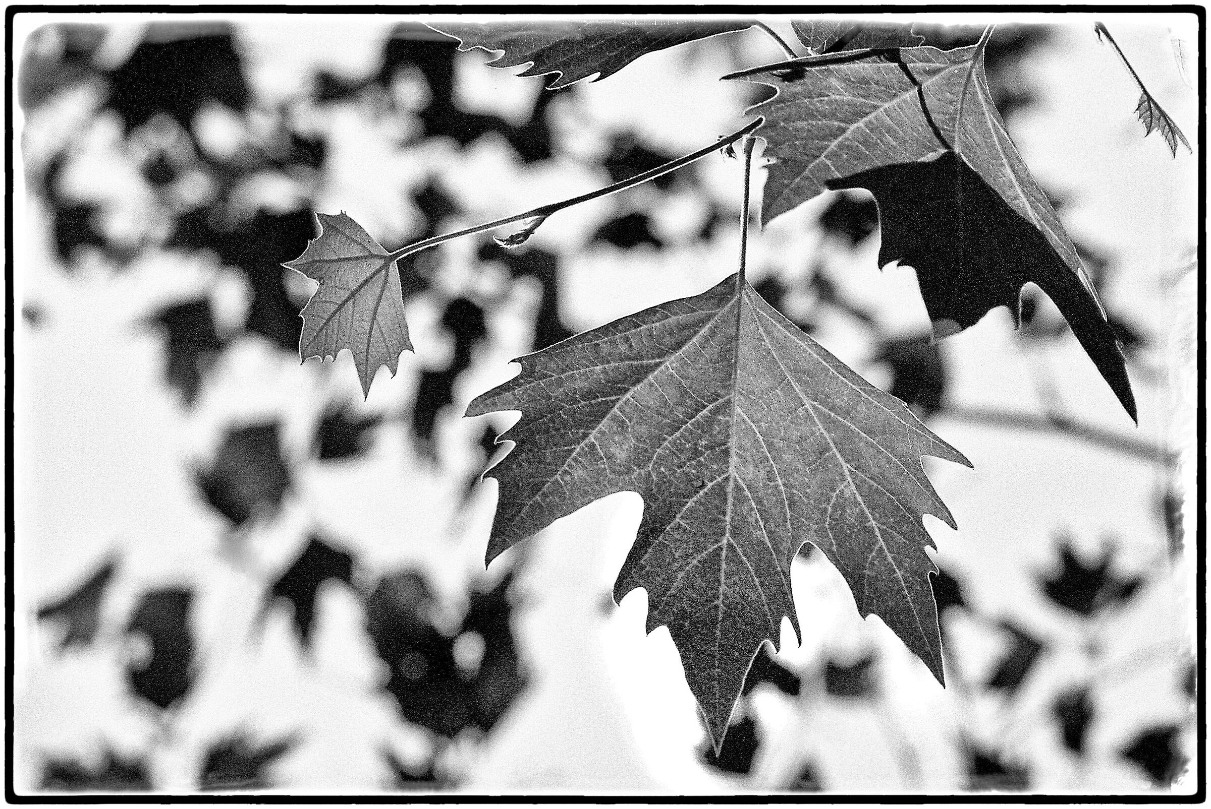 leaf - black and white...