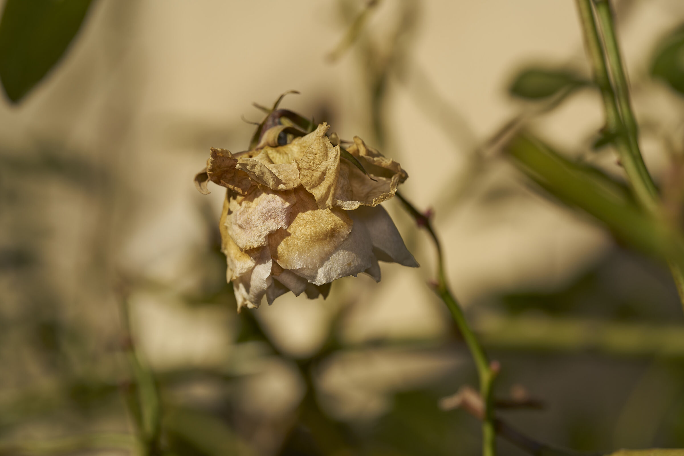 L'ultima rosa...