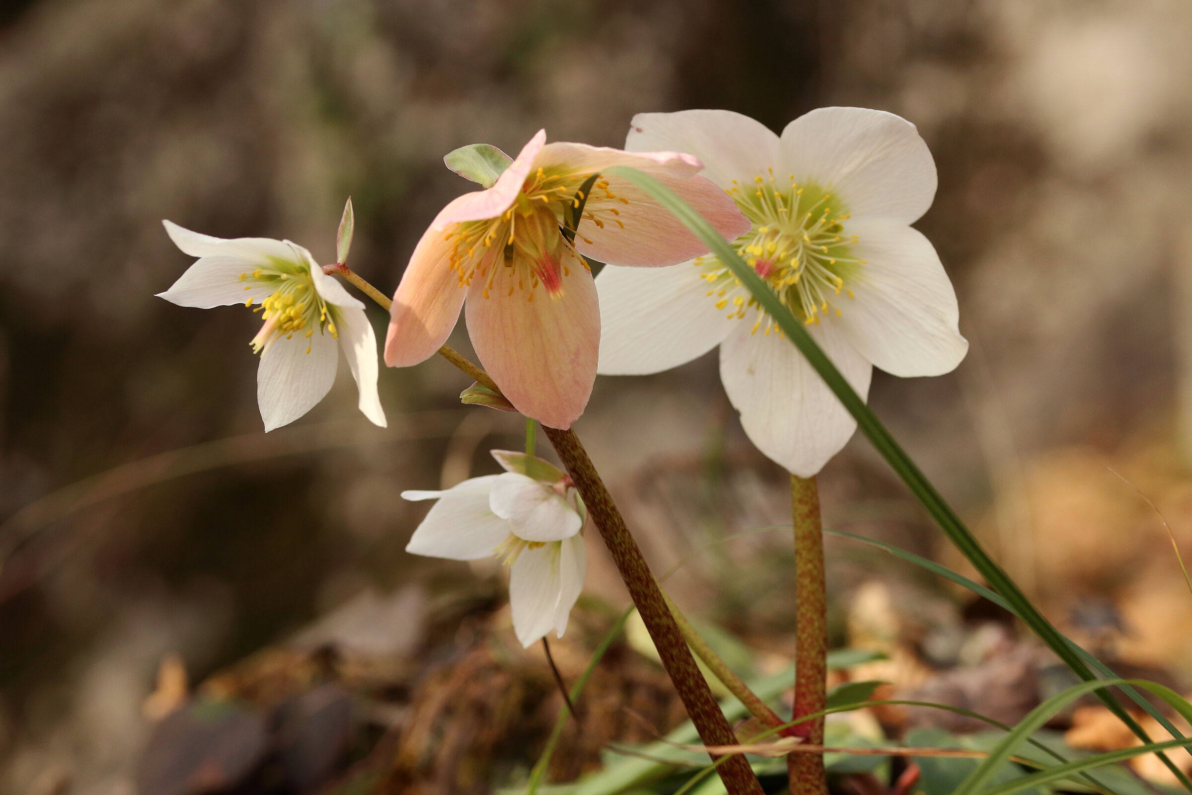 hellebores of my forest...