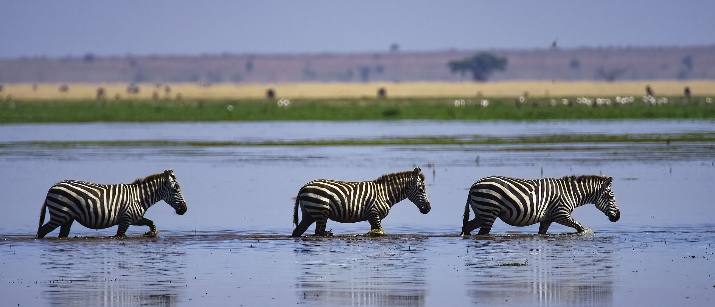 Kenya zebras...