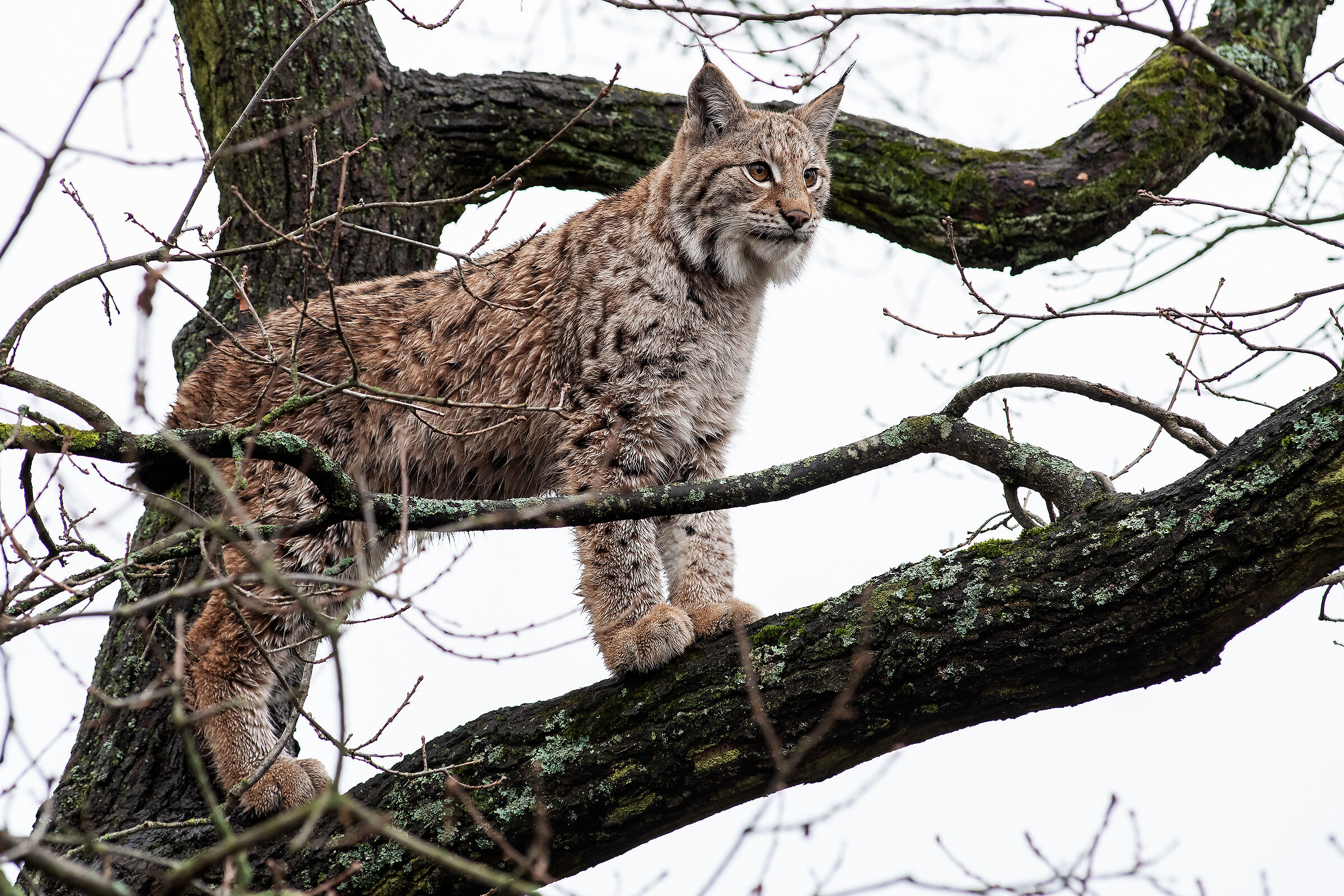 European lynx...