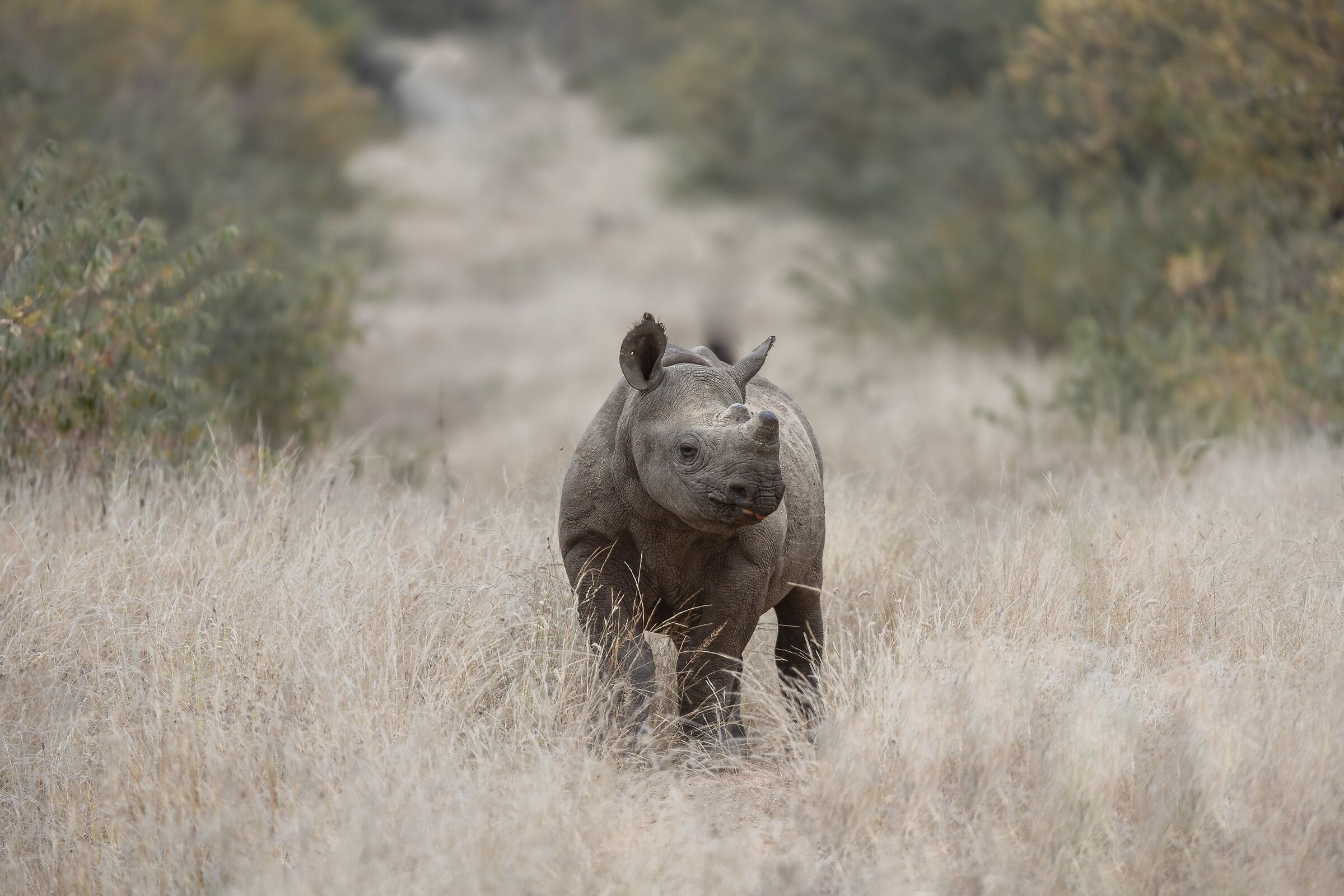 Very young rhinoceros...