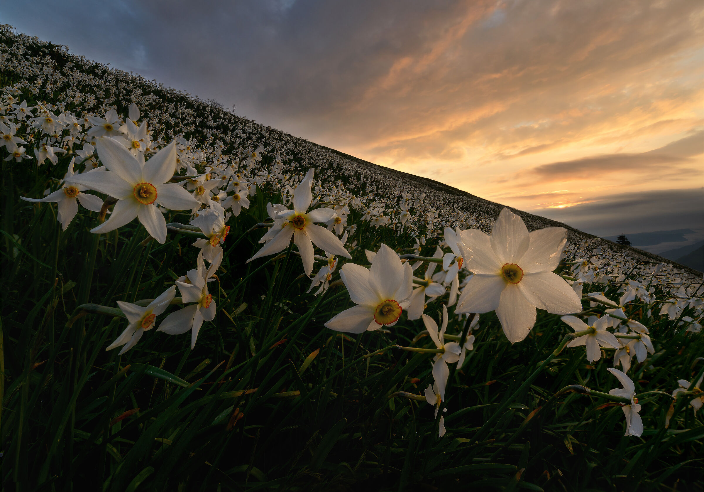 Daffodils in the hills...