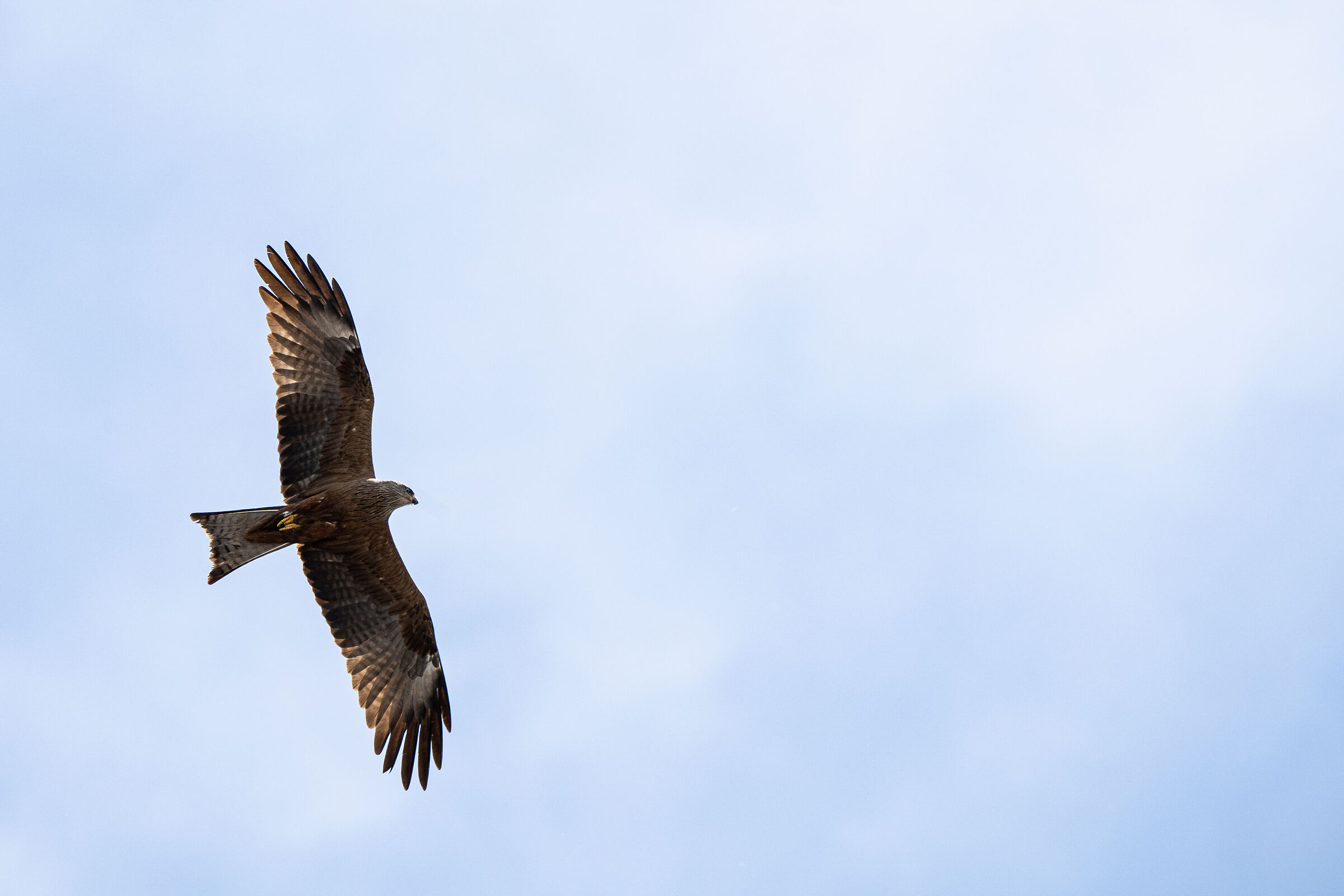 Red kite...