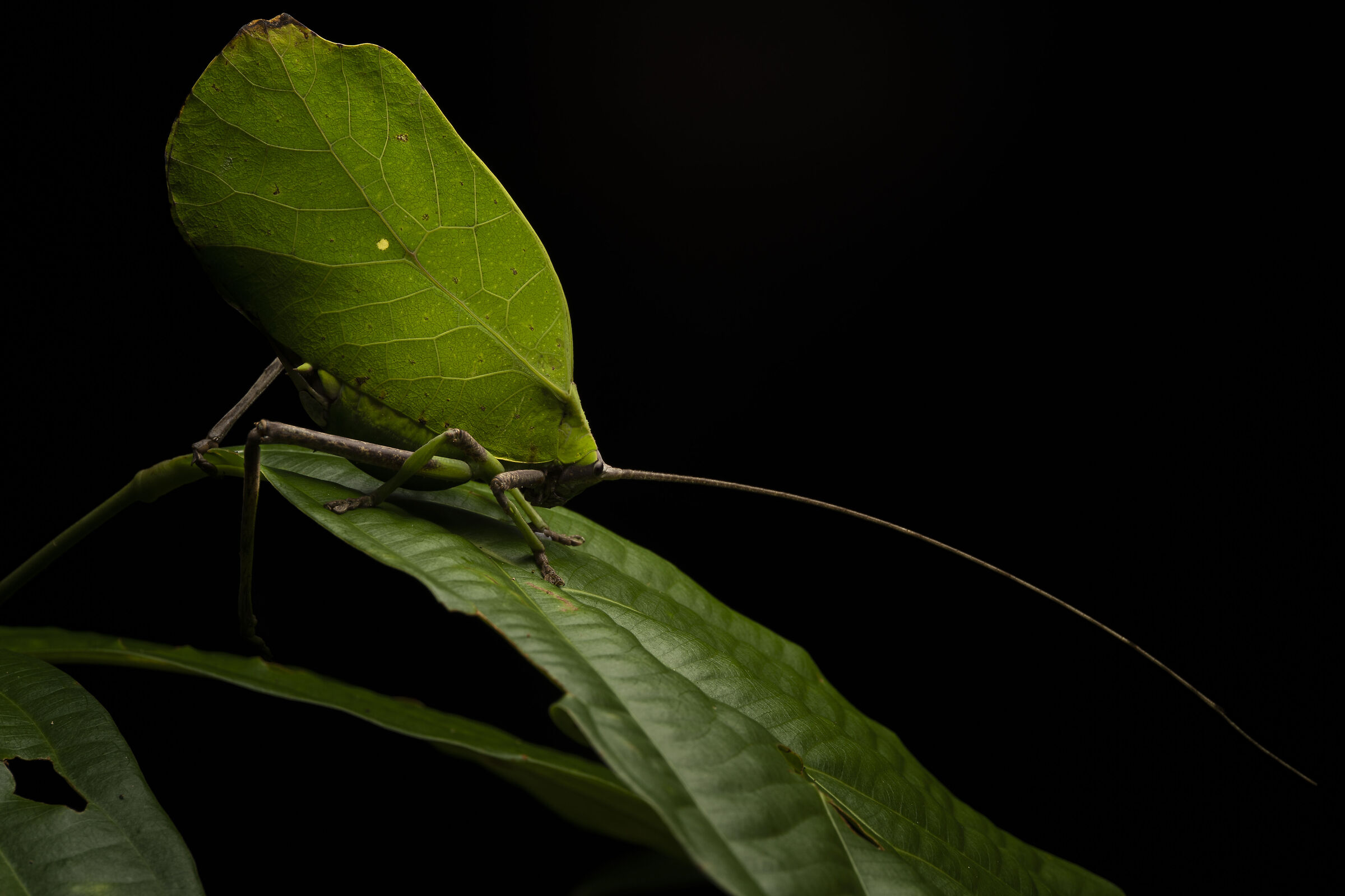 Leaf katydid...