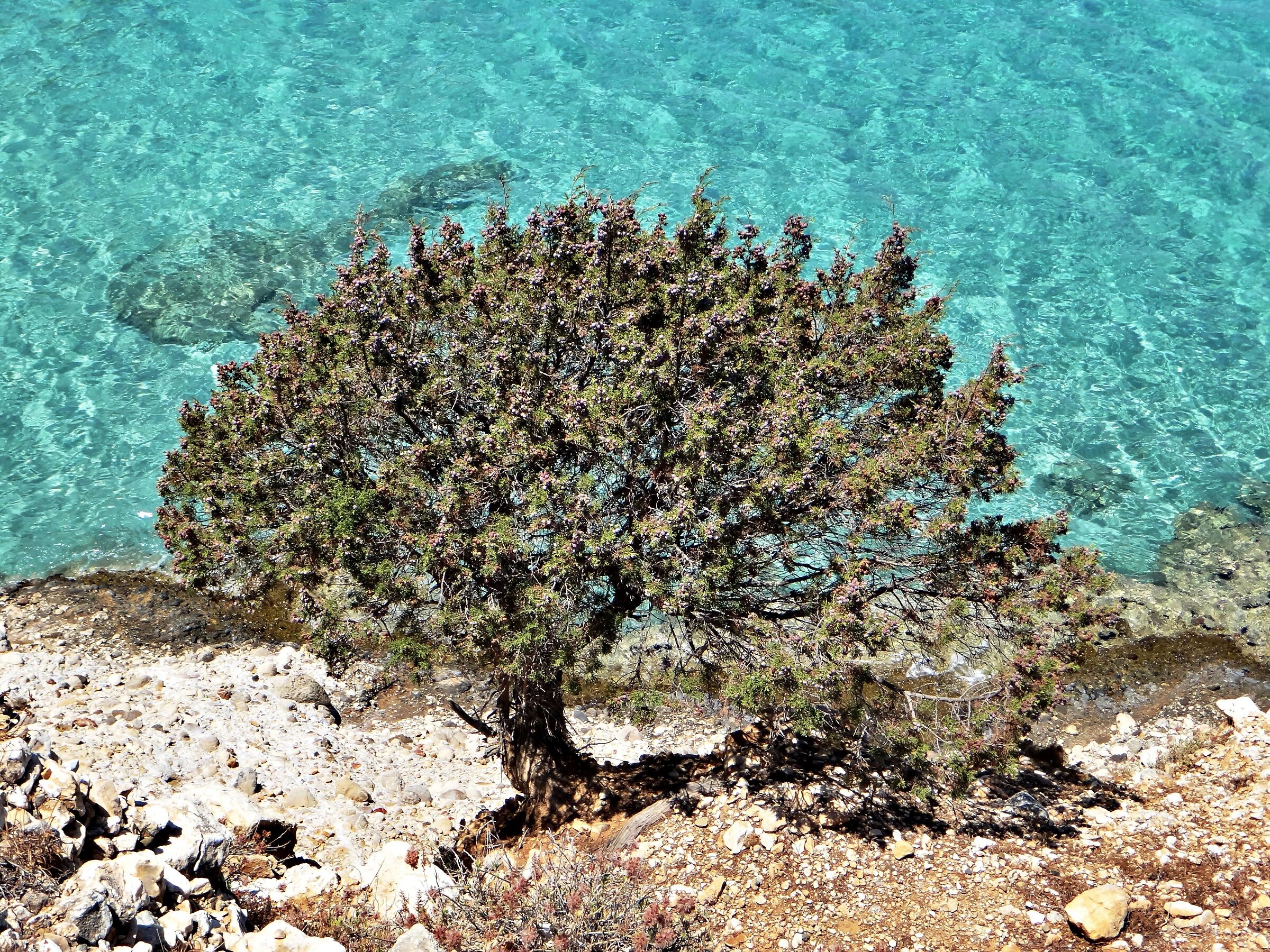 Olivo selvatico sul mare Egeo...
