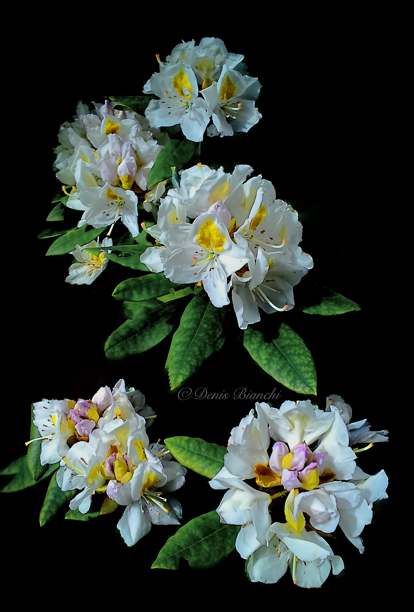 Rhododendro occidentale...