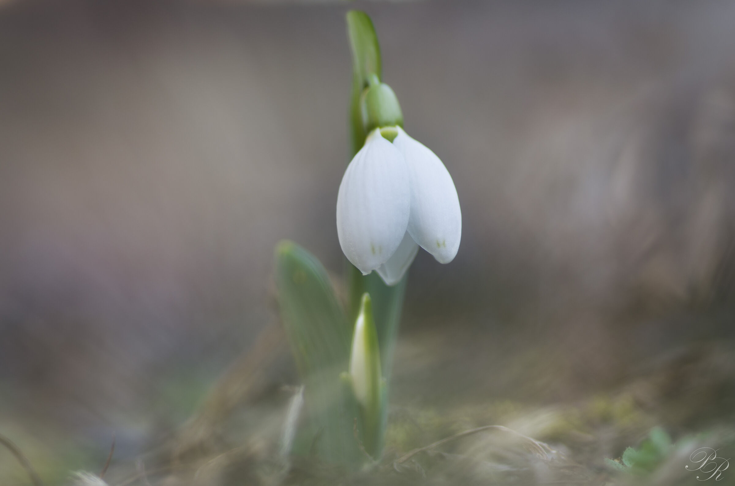 The first snowdrop...